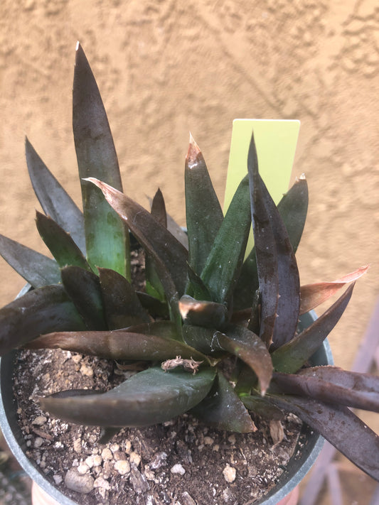 Aloe Alworthia 'Black Gem' 4" Wide #2Y