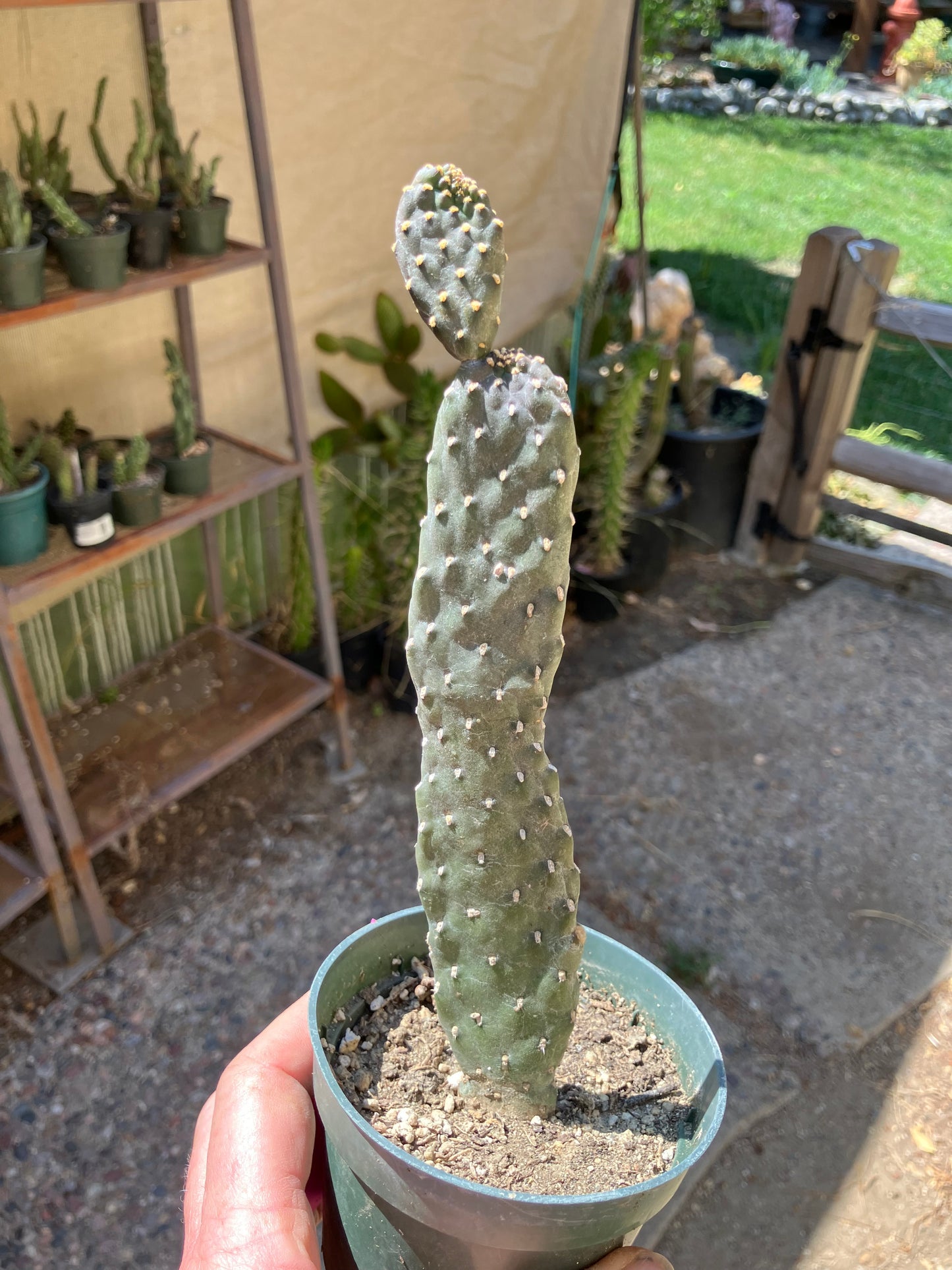 Opuntia Consolea rubescens Road Kill Cactus 10"Tall