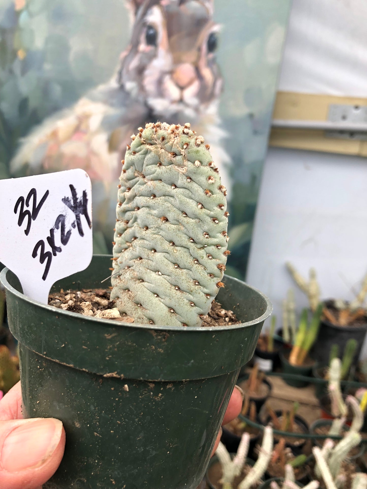 Opuntia Basilaris Beavertail Cactus 3"Tall #32W