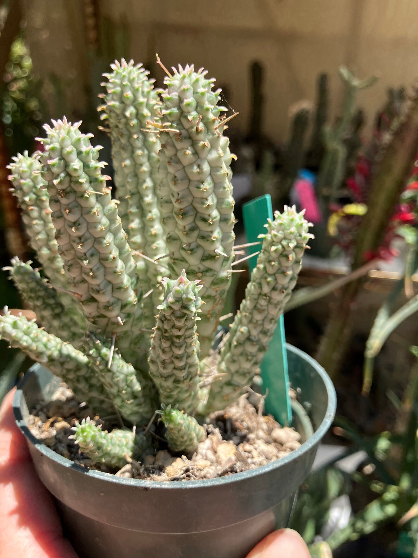 Euphorbia mammillarias Corn Cob 5.5"Tall #050