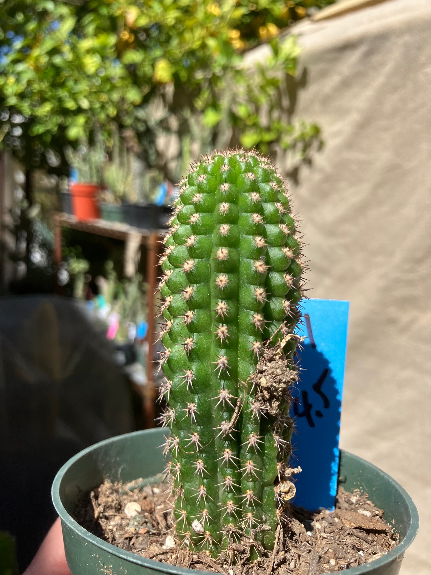 Pachycereus pecten-aboriginum
 Indian Comb Cactus 4.5"Tall #1B