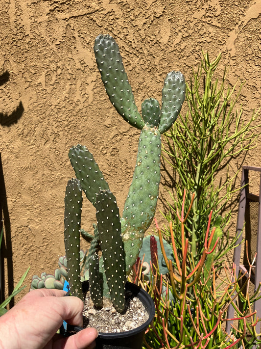 Opuntia Consolea rubescens Road Kill Cactus 12"Tall #9G