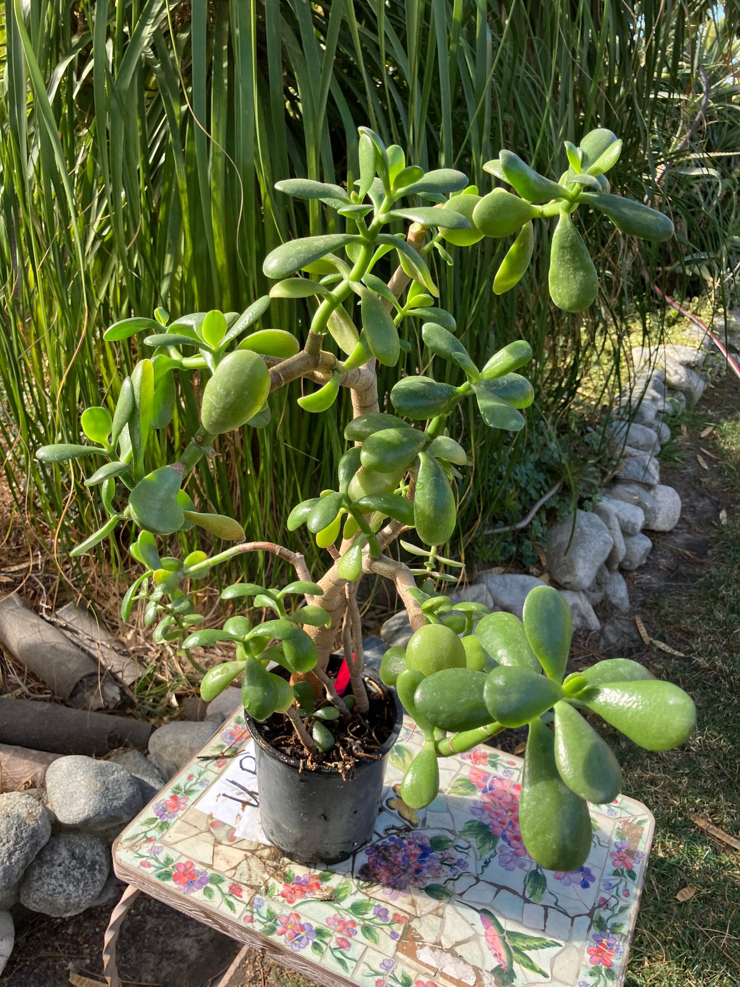 Crassula Ovata Money Jade 23”T 13"W #4P