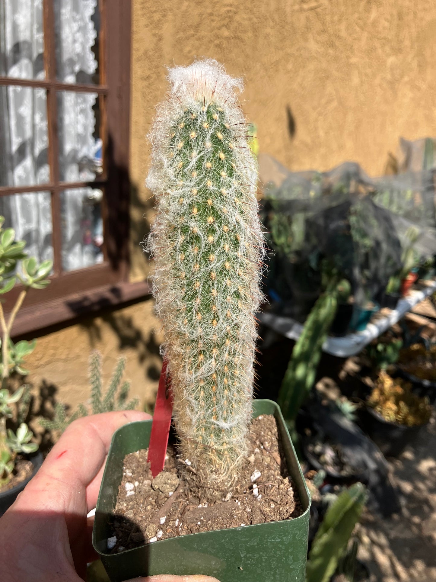 Austrocephalocereus dybowski cabega 8"Tall #125R Torch