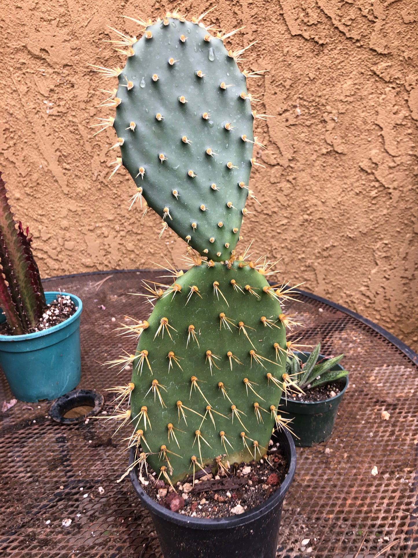 Opuntia engelmannii "Texas Prickly Pear" 12"Tall