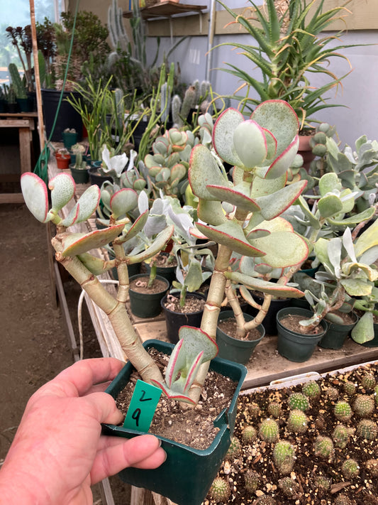 Crassula arborescens Silver Dollar 9"Tall #2G