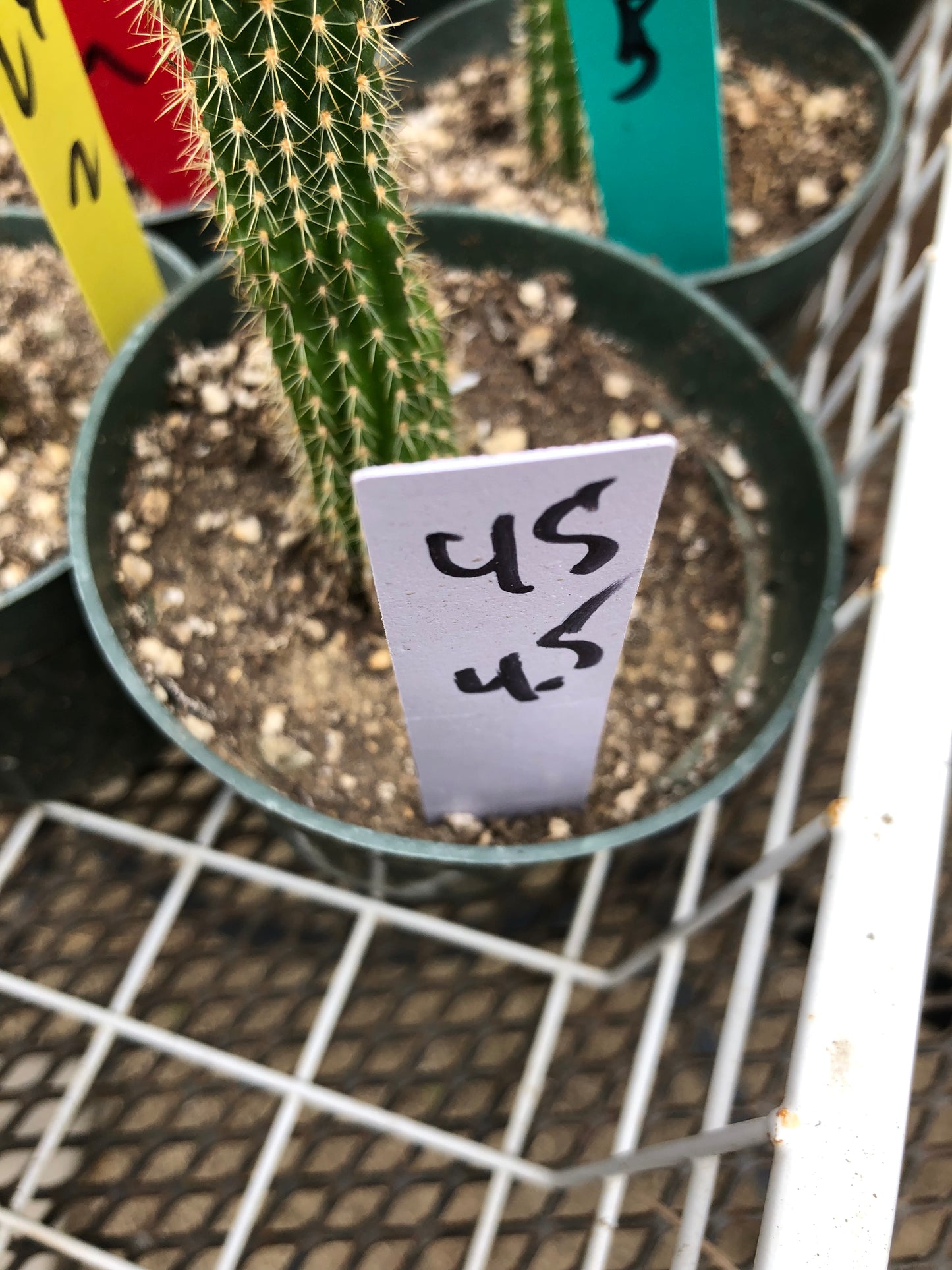 Trichocereus brevispinulosus Indian Comb Cactus 4.5"Tall #45W