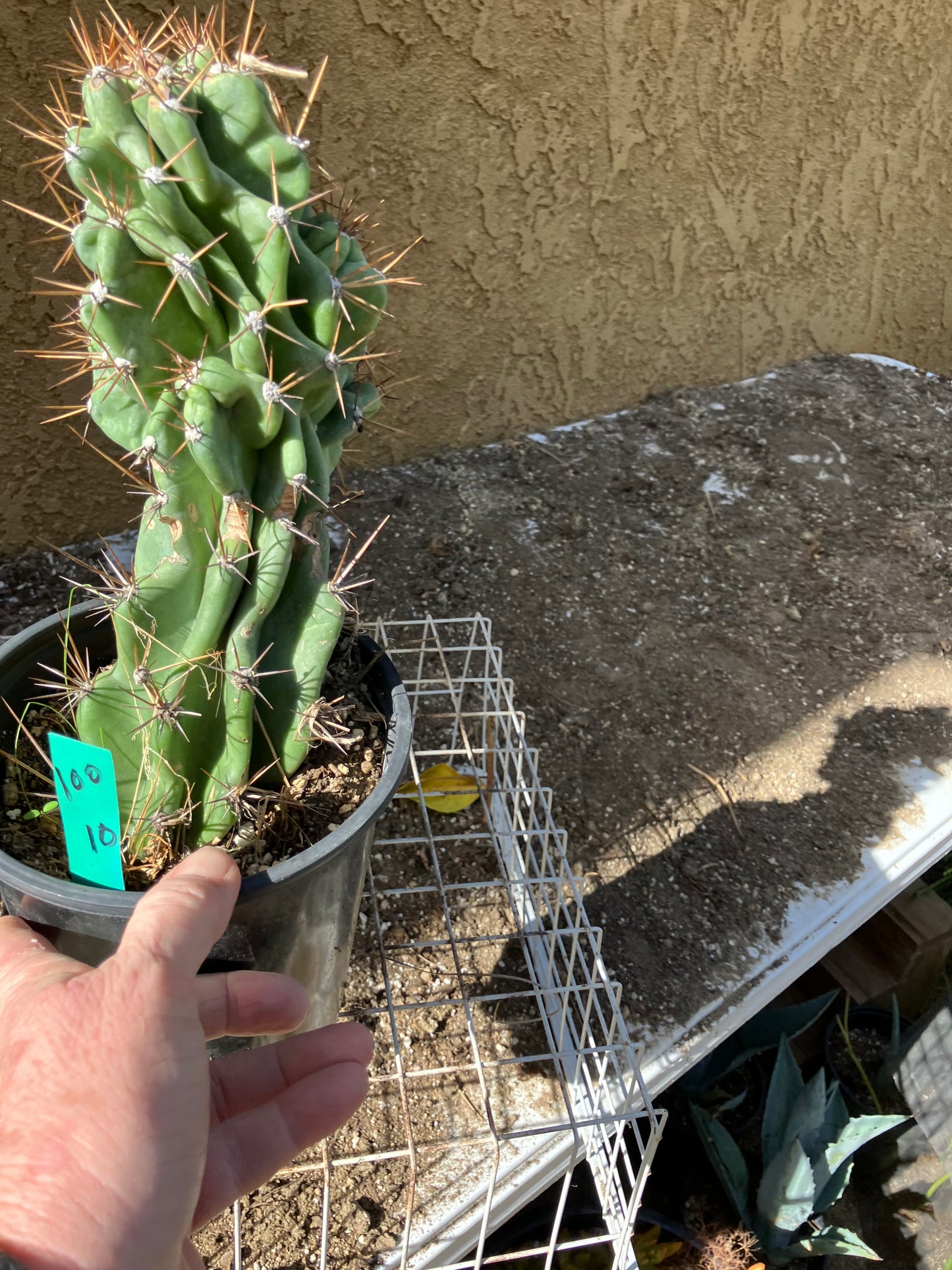 Cereus Peruvianus Monstrose Night Blooming 10"Tall #100G