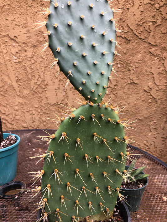 Opuntia engelmannii "Texas Prickly Pear" 12"Tall