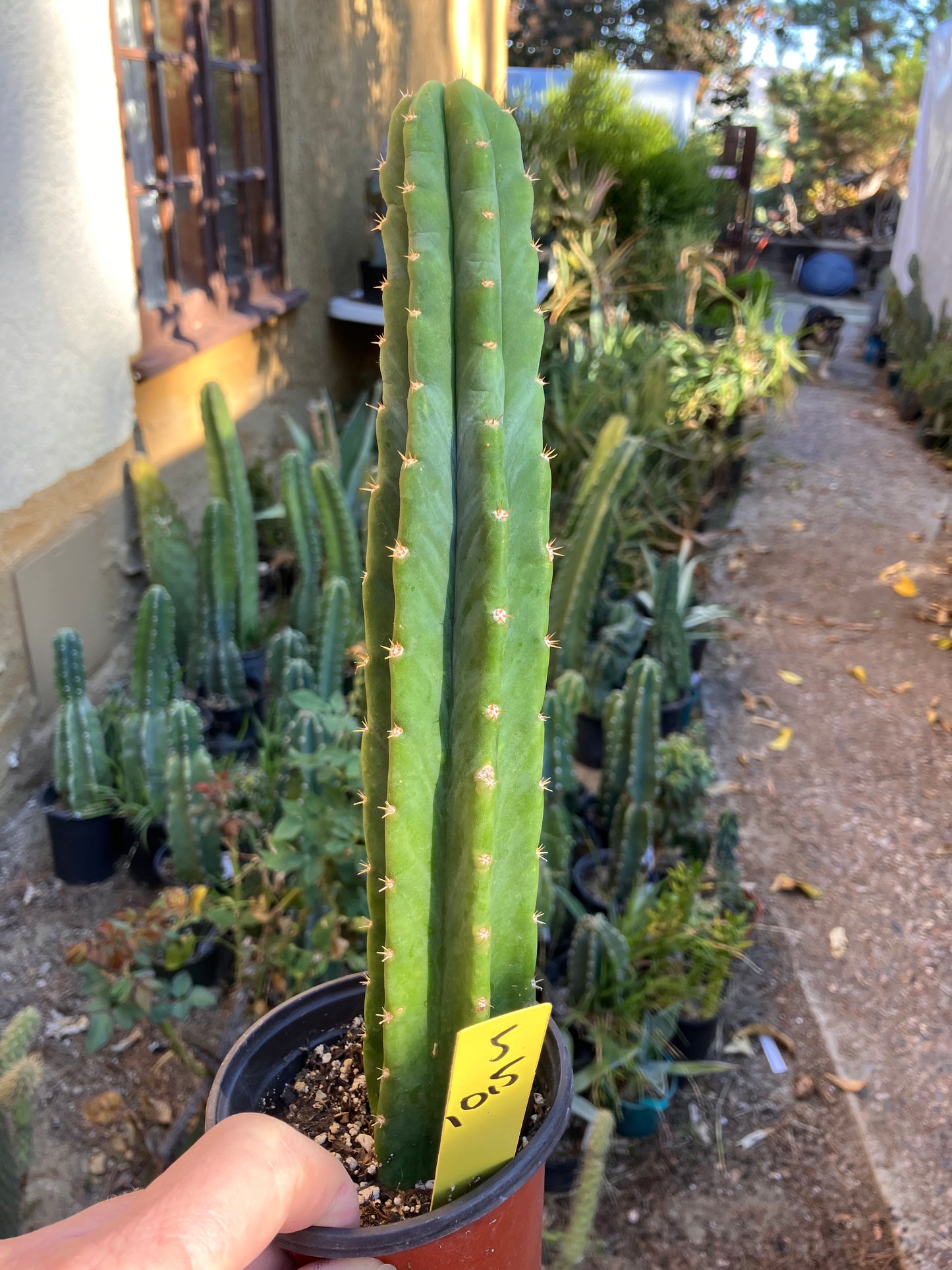 San Pedro Cactus - Trichocereus pachanoi 10.5"Tall 5Y