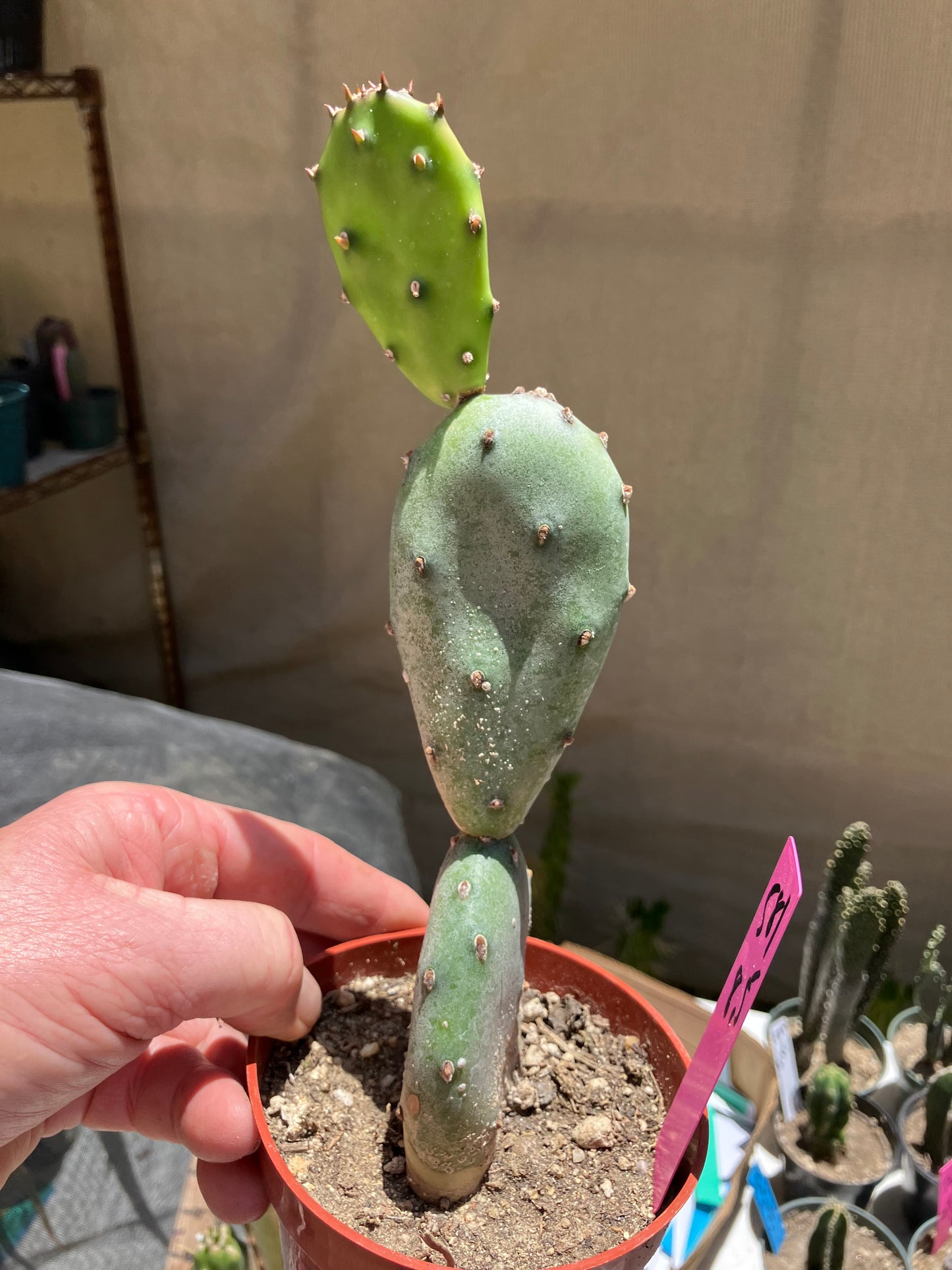 Opuntia canterae elata Cactus 8.5"Tall #581P