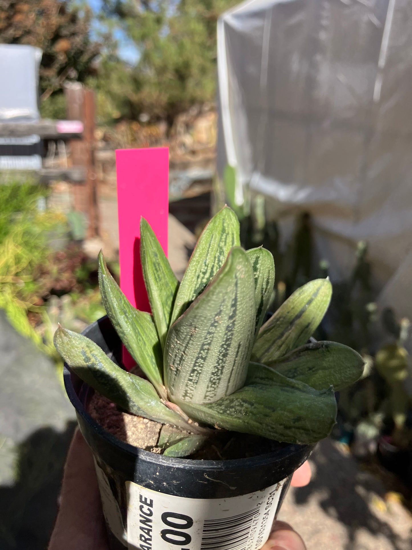 Gasteria Succulent Little Warty 7”Wide #31P