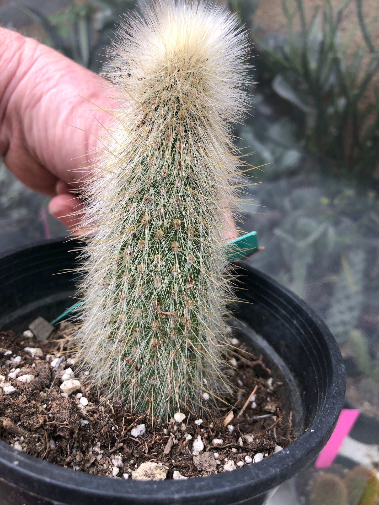 Cleistocactus Strausii Silver Torch Cactus 5”Tall #51G