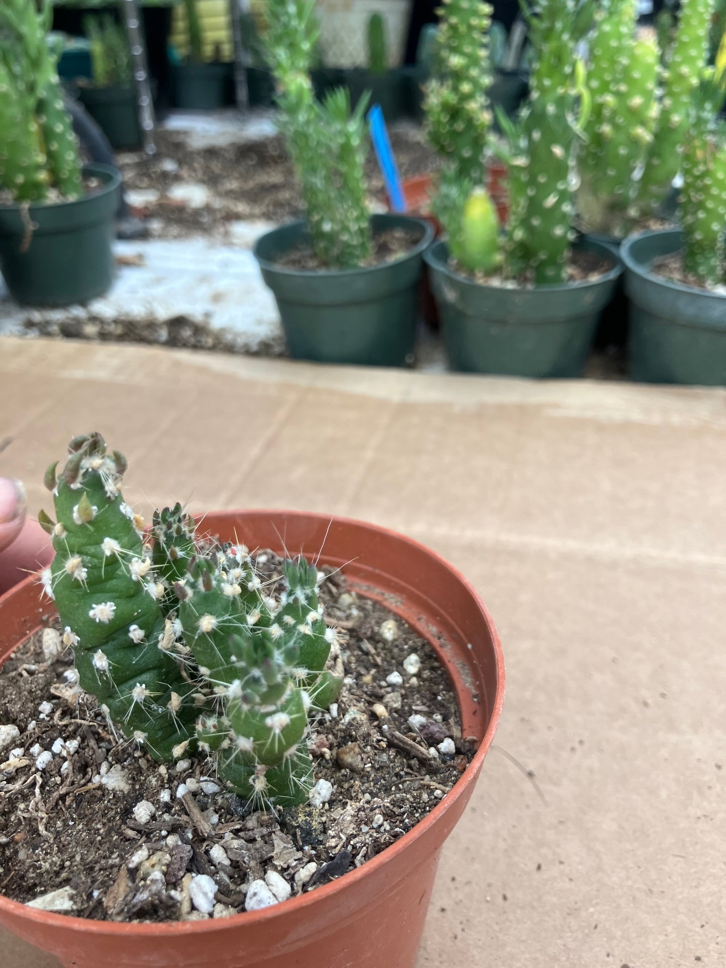 Austrocylindropuntia Cactus Gumbi Mini Eve's Needle 2.5"Tall #255B