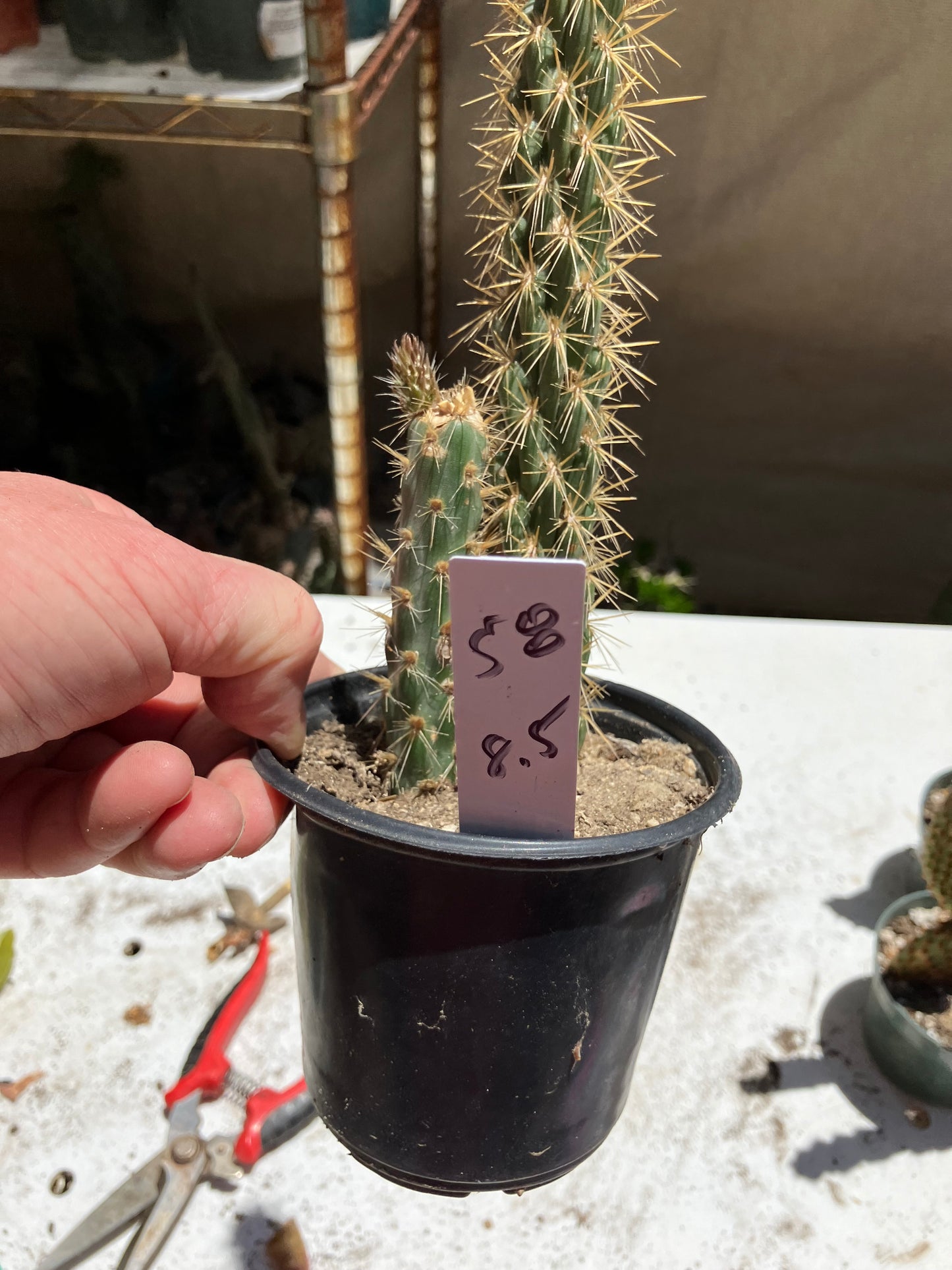 Cholla Cylindropuntia  Buckhorn  Cactus 8.5”Tall #58W