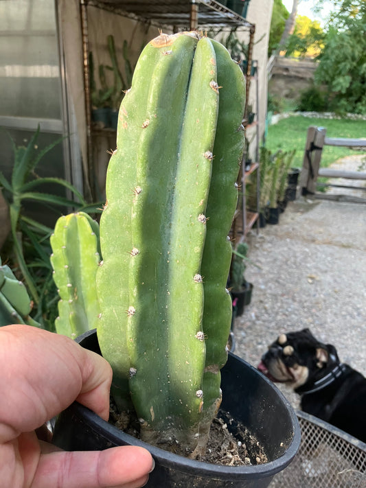 Cereus Peruvianus Night Blooming 11"Tall #110B