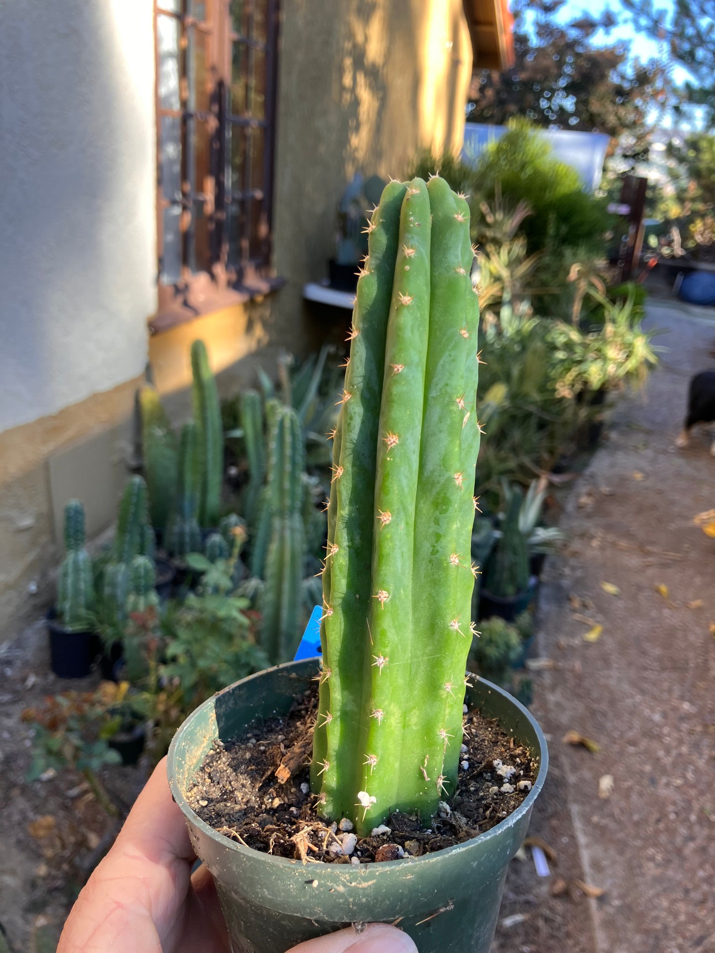 San Pedro Cactus - Trichocereus pachanoi 6.5"Tall #2B