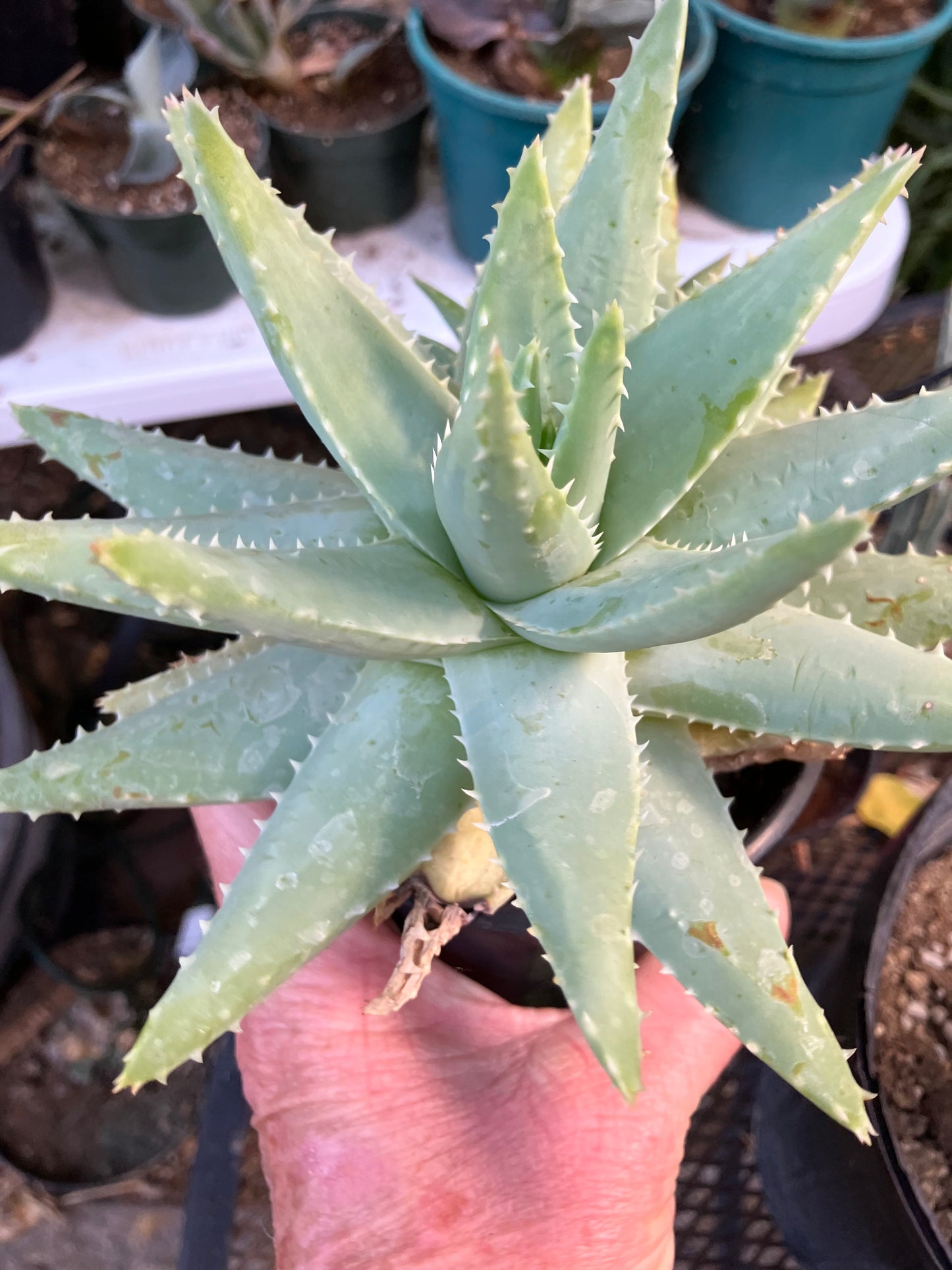 Brevifolia Succulent 5.5" Wide