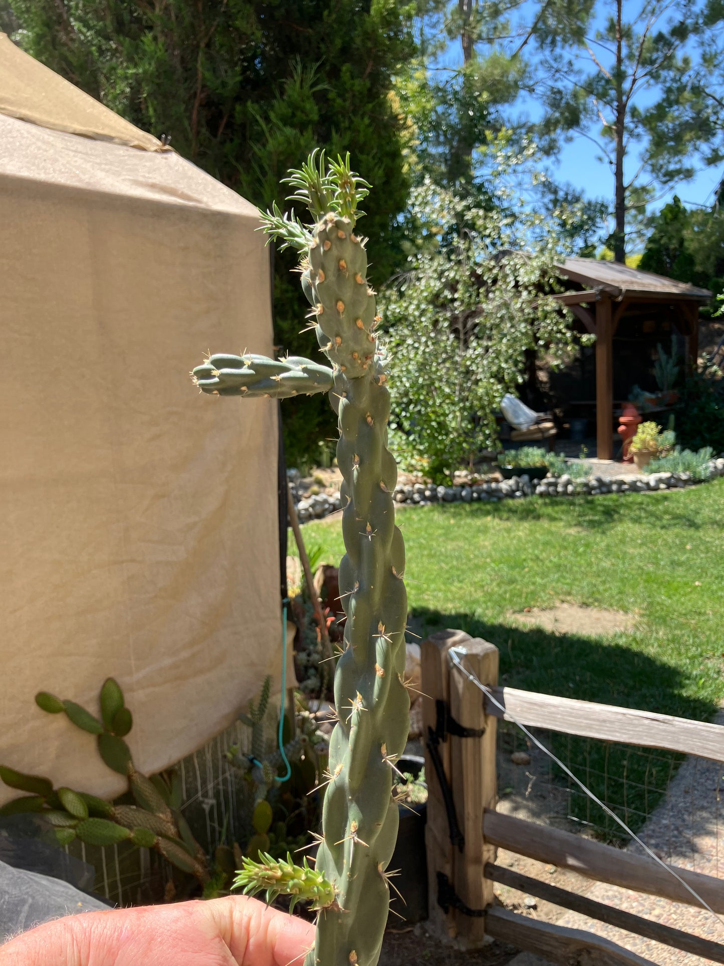 Cholla Cylindropuntia  Buckhorn  Cactus 17”Tall #051P