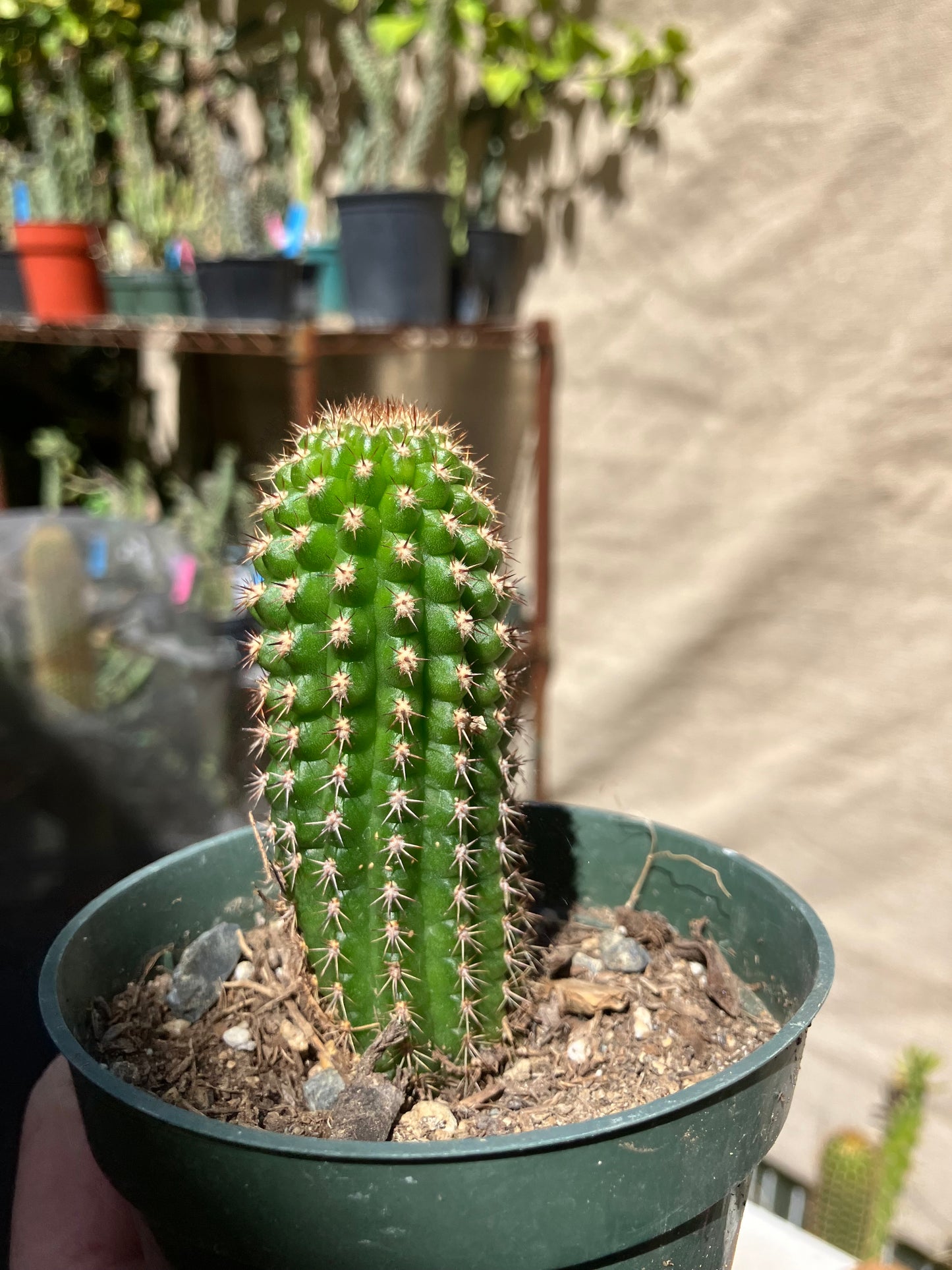 Pachycereus pecten-aboriginum
 Indian Comb Cactus 3.5"Tall #351W