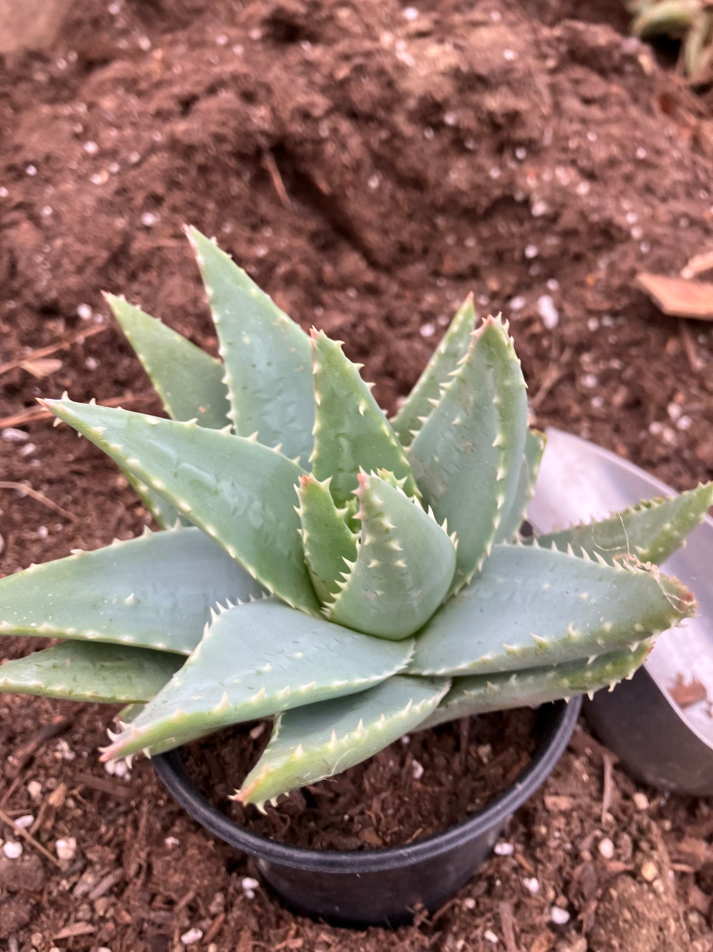 Aloe Brevifolia Short Leaf Aloe  Succulent 5" Wide #91G