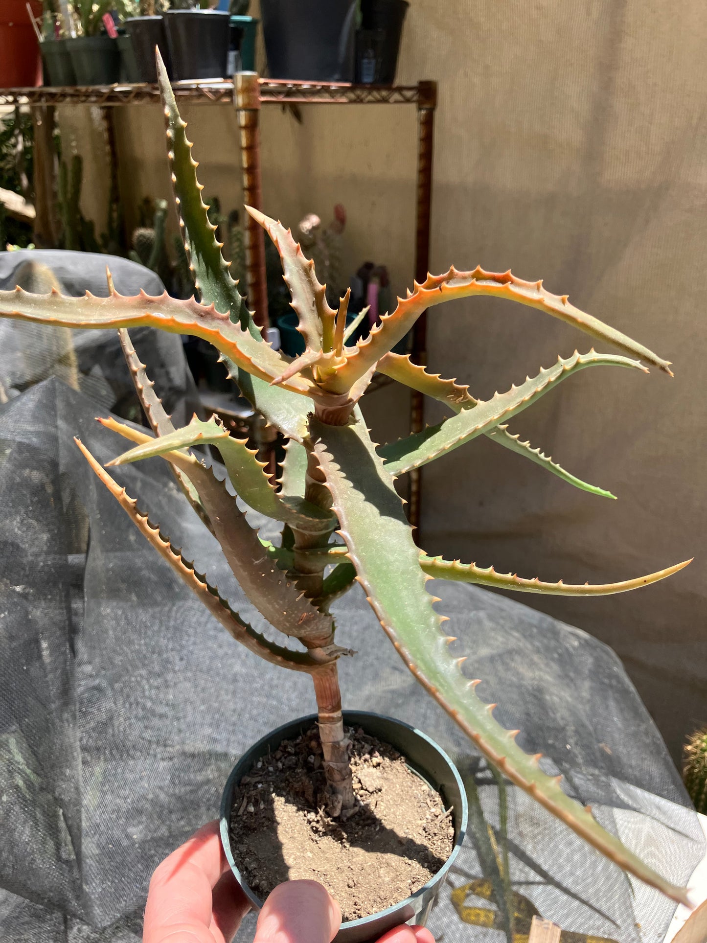 Aloe congolensis Congo Aloe Hybrid Succulent  9" Wide #97Y