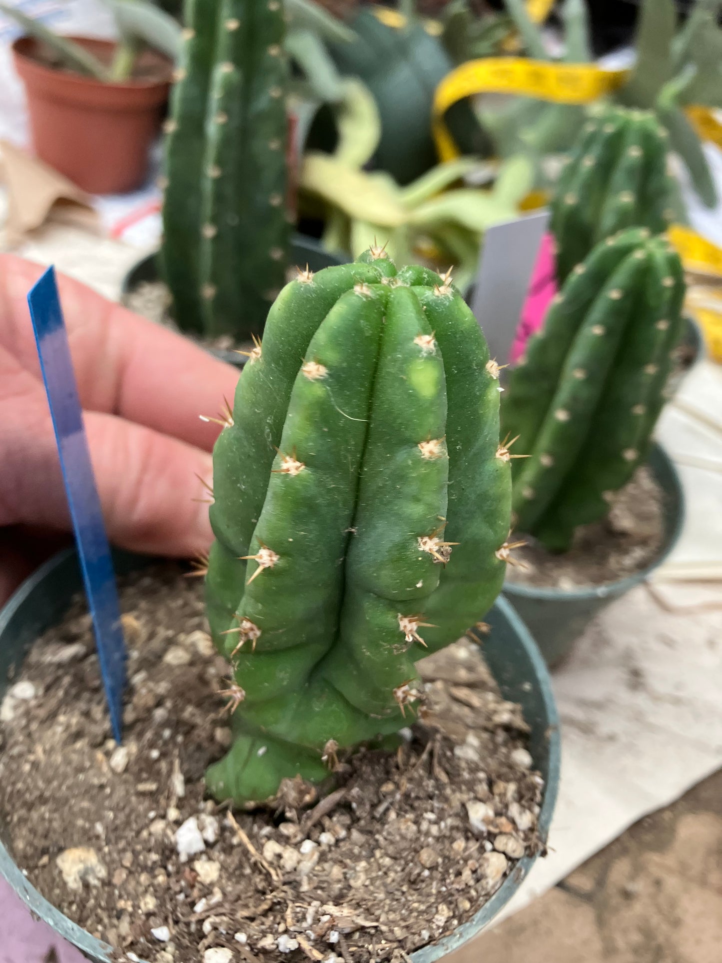 San Pedro Cactus  Trichocereus pachanoi 4"Tall #4B