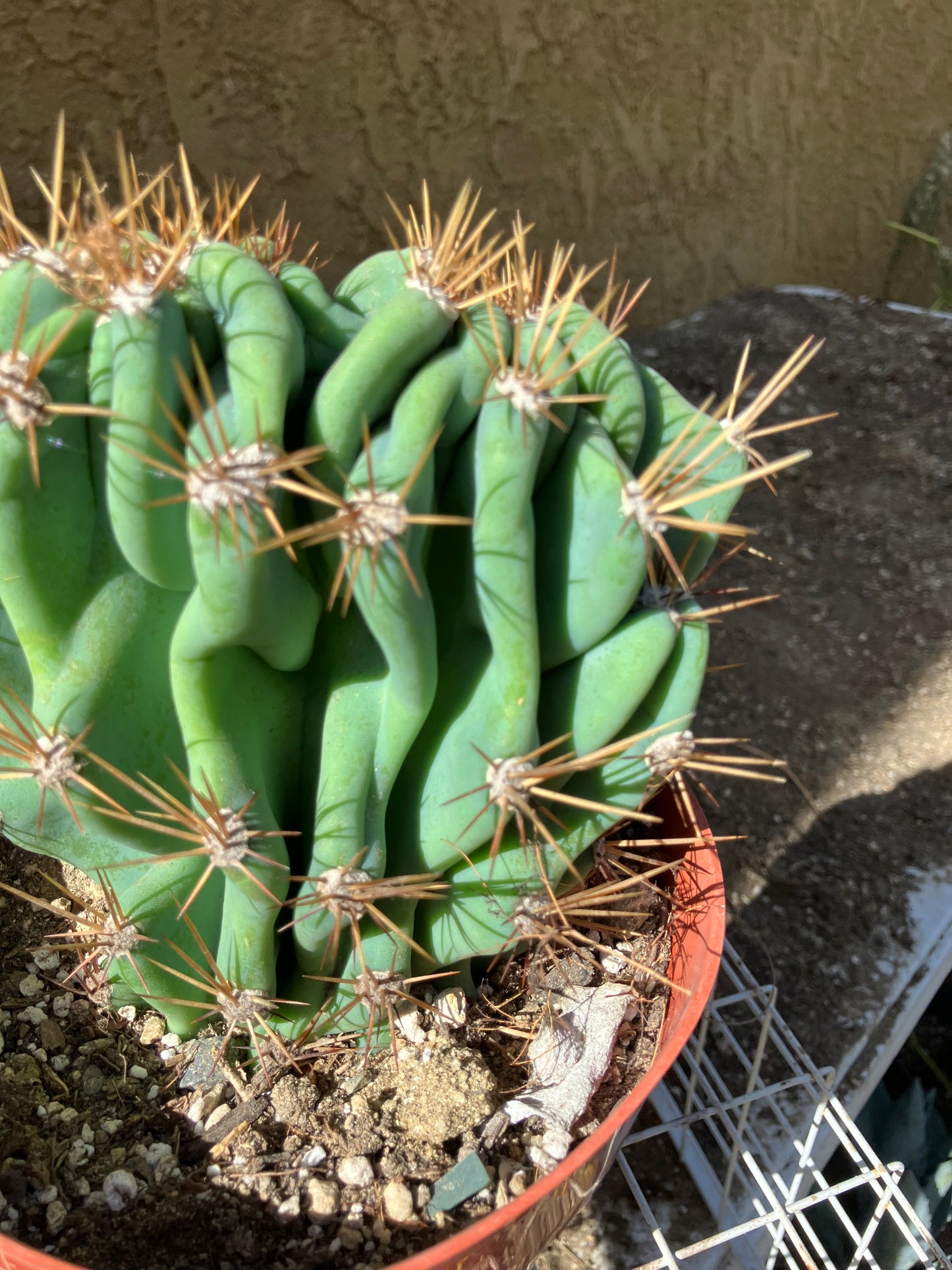 Cereus Peruvianus Monstrose Night Blooming 5" Tall 5.5"Wide #555Y