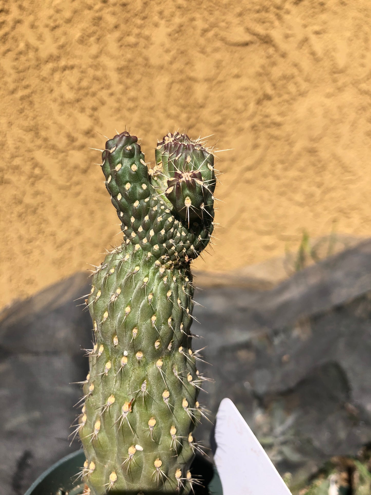 Cylindropuntia fulgida Cholla Boxing Glove Cactus Crest 5"Tall #3B