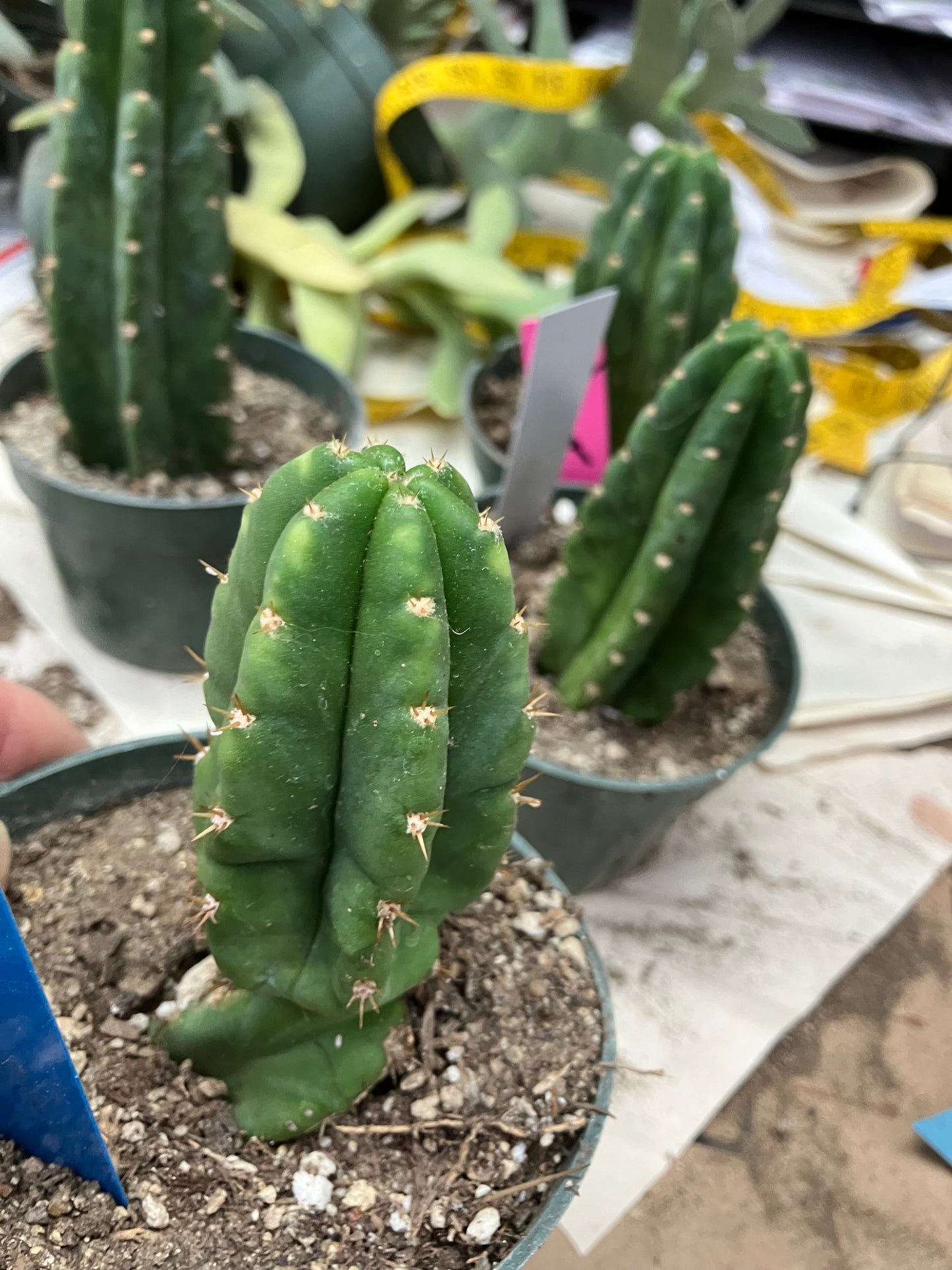 San Pedro Cactus  Trichocereus pachanoi 4"Tall #4B