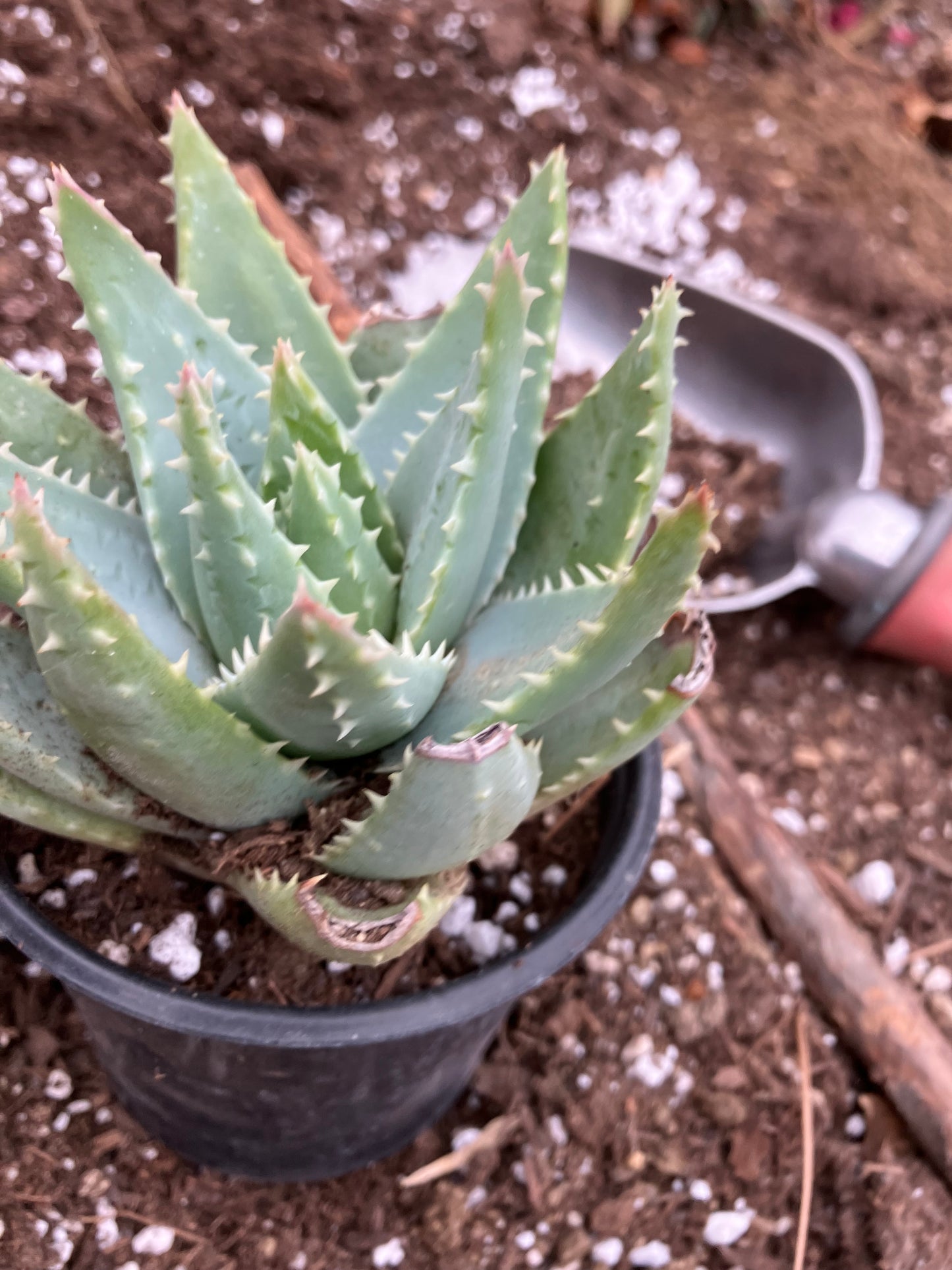 Aloe Brevifolia Short Leaf Aloe  Succulent 5" Wide #18B