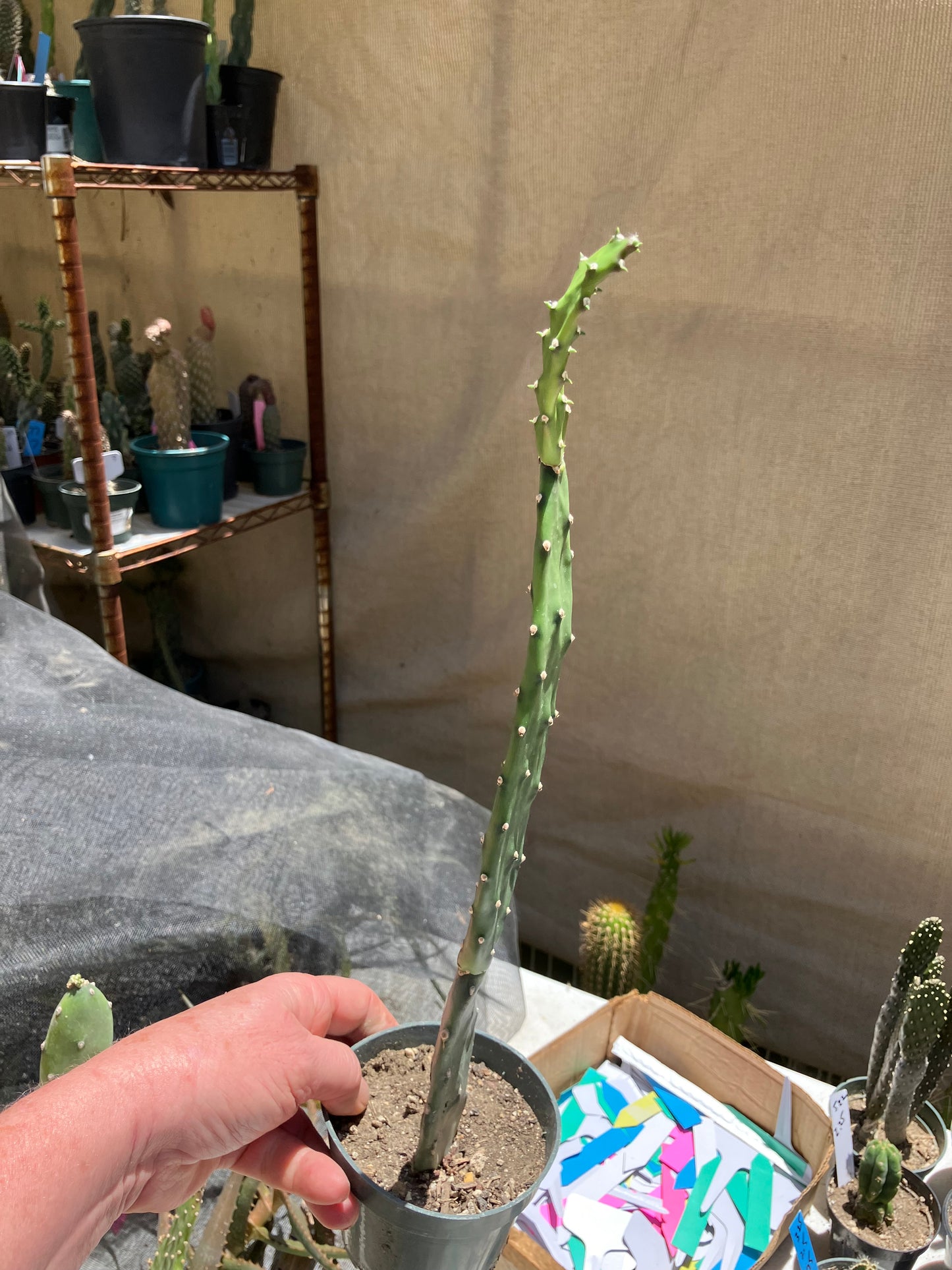 Opuntia canterae elata Cactus 15"Tall #151G*