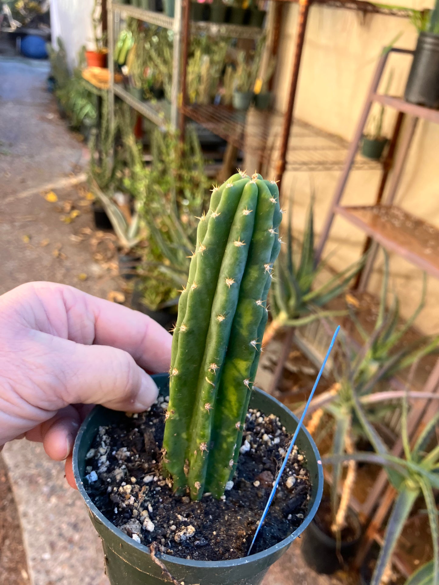 San Pedro Cactus - Trichocereus pachanoi 5"Tall #15B