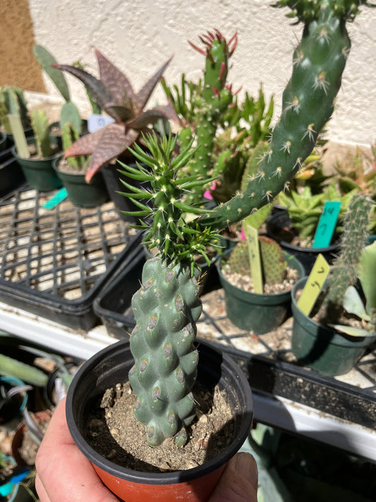 Cholla Cylindropuntia  Buckhorn 7”Tall #77B