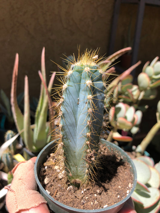 Pilosocereus Blue Azureus Cactus 4"Tall #B