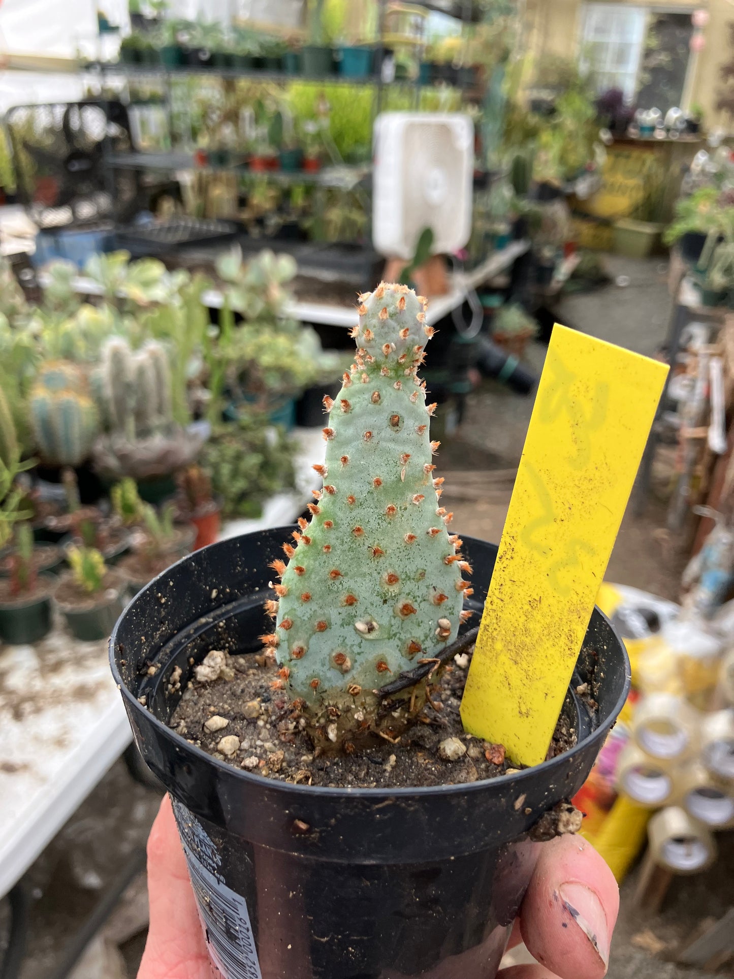 Opuntia Basilaris Beavertail Cactus 3.5"Tall #65Y