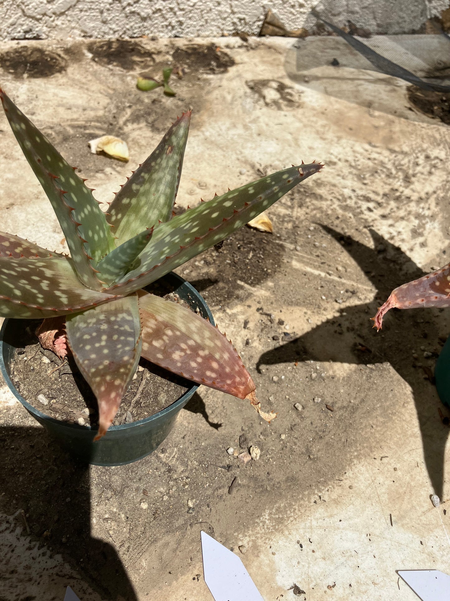 Aloe ~maculata "Soap Aloe" 6" Wide  #28W