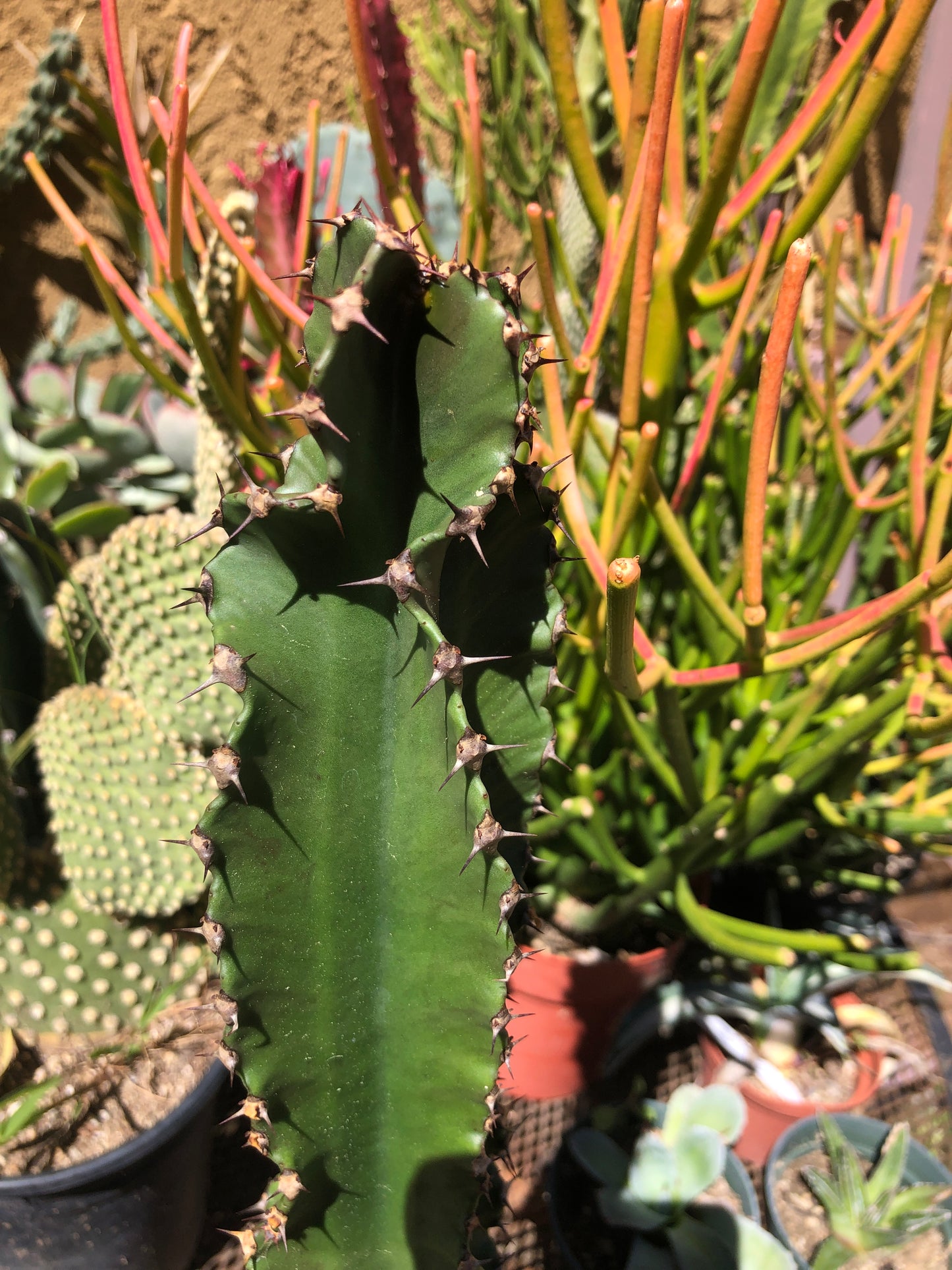 Euphorbia ingens Chocolate Drop 16.5”Tall #56W