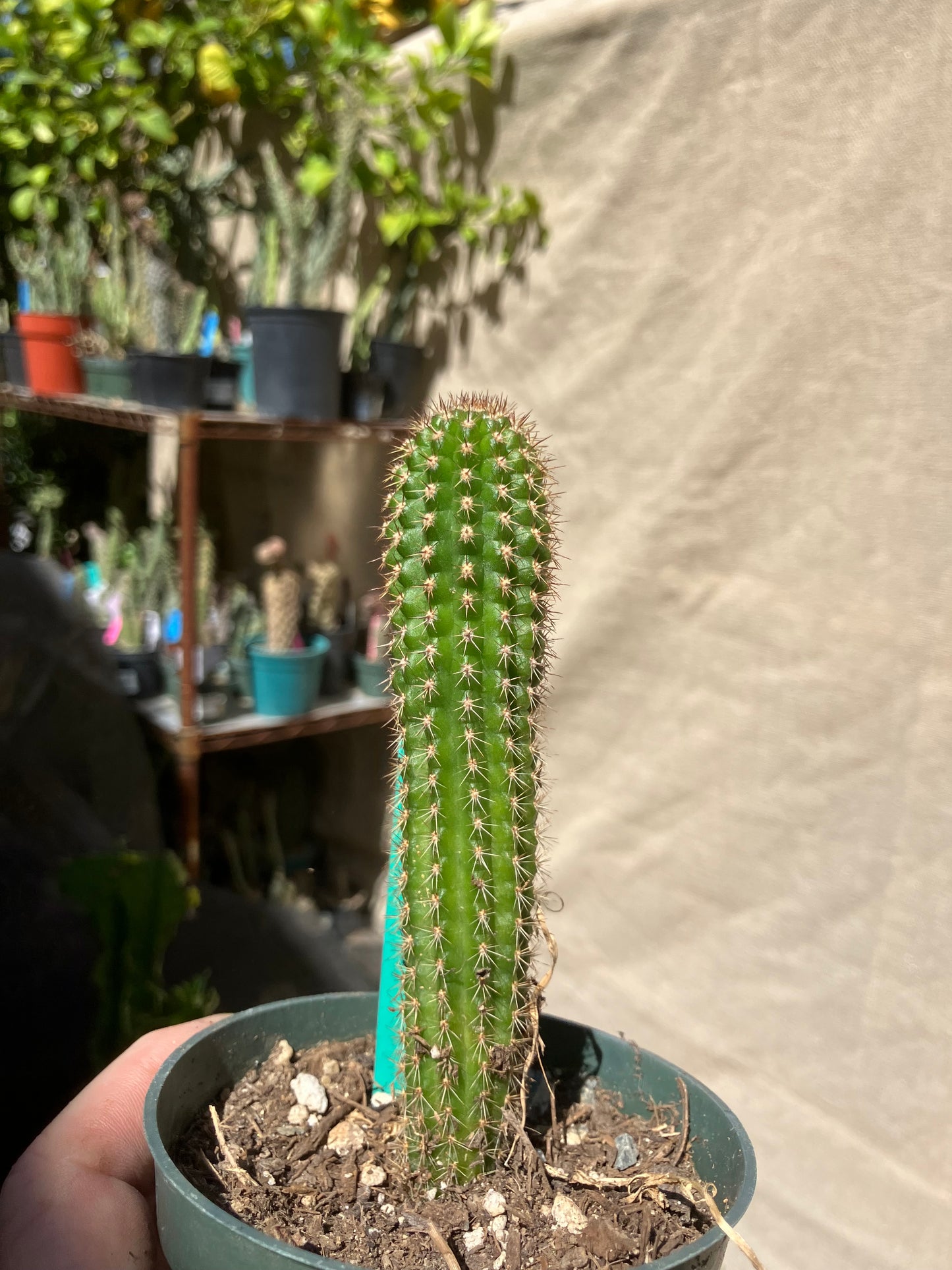 Pachycereus pecten-aboriginum
 Indian Comb Cactus 5"Tall #51G