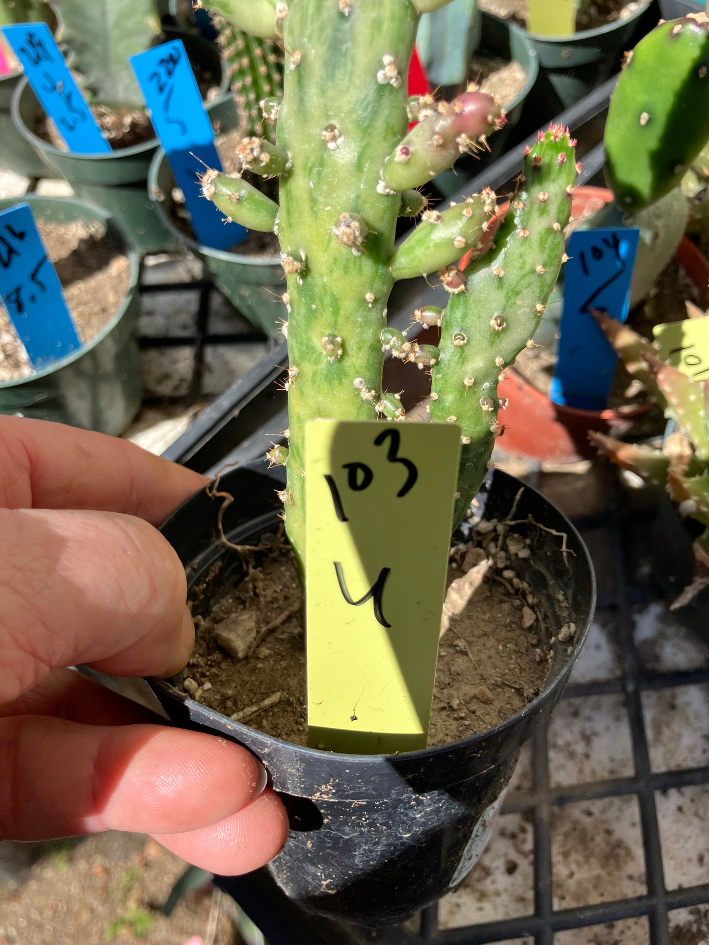 Opuntia monacantha  "Joseph's Coat" Cactus 6"Tall #103Y
