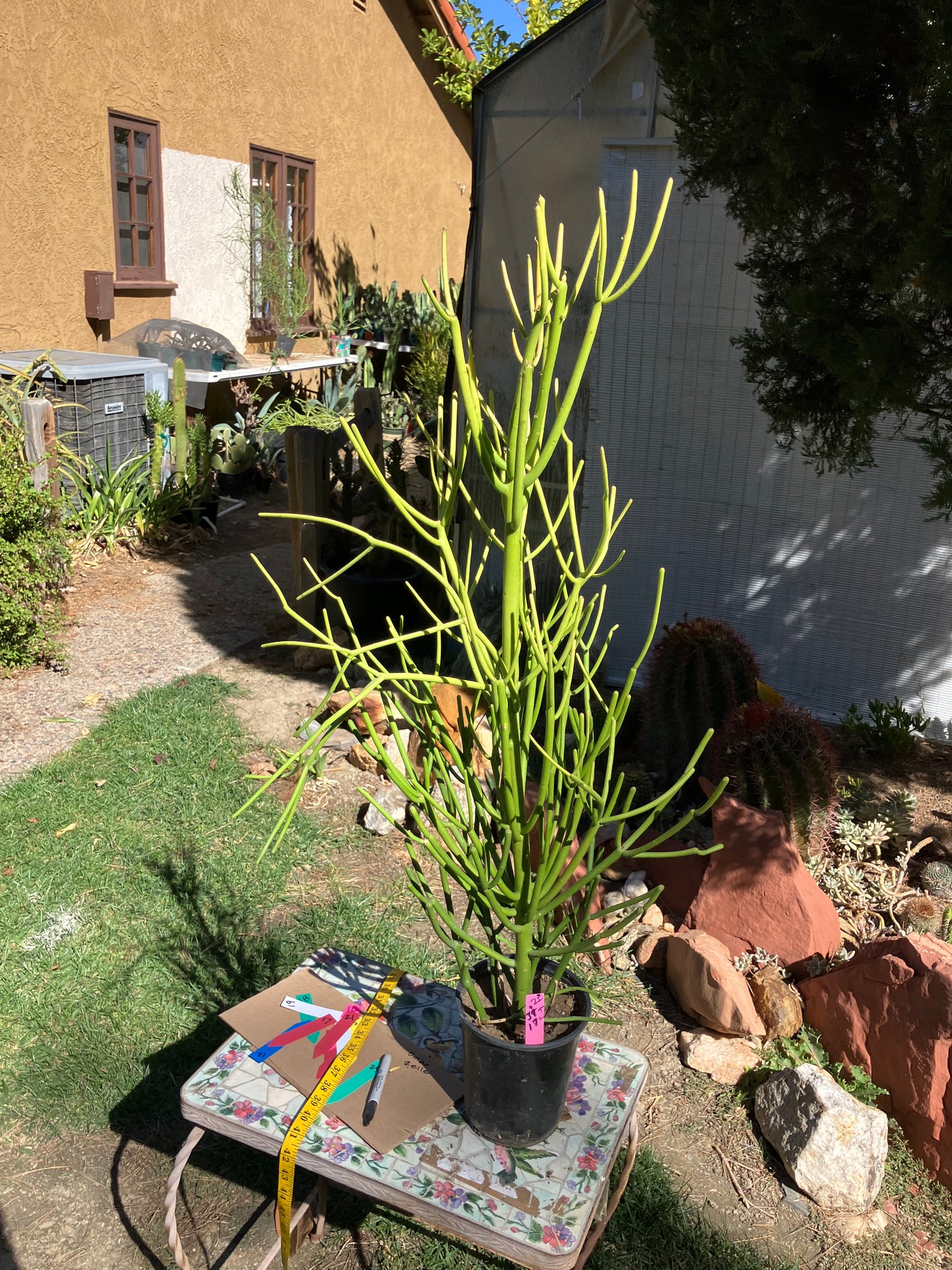 Euphorbia tirucalli Pencil Cactus/Succulent 37"Tall 17"Wide #2P