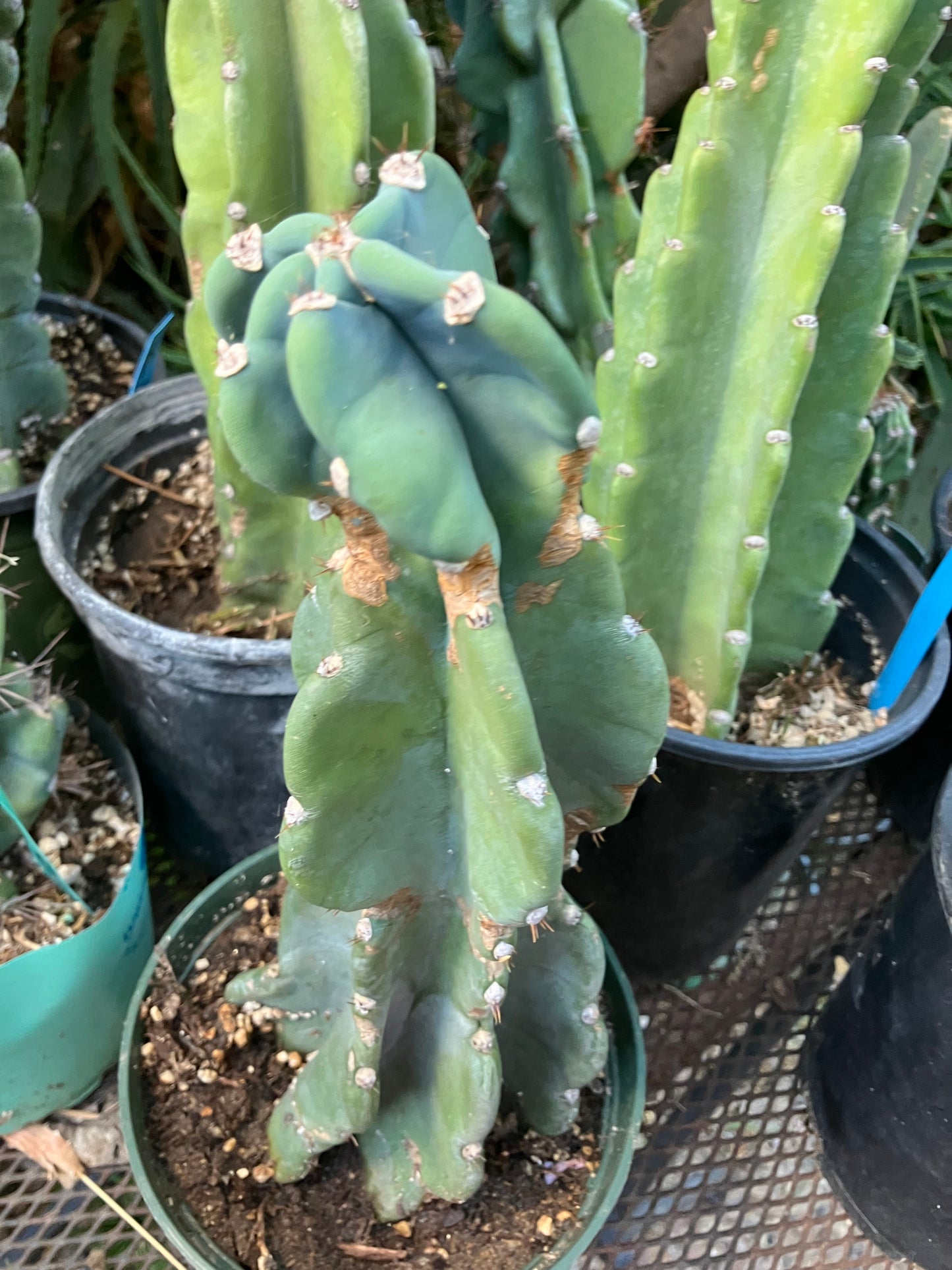 Cereus Peruvianus Night Blooming 11"Tall #010P