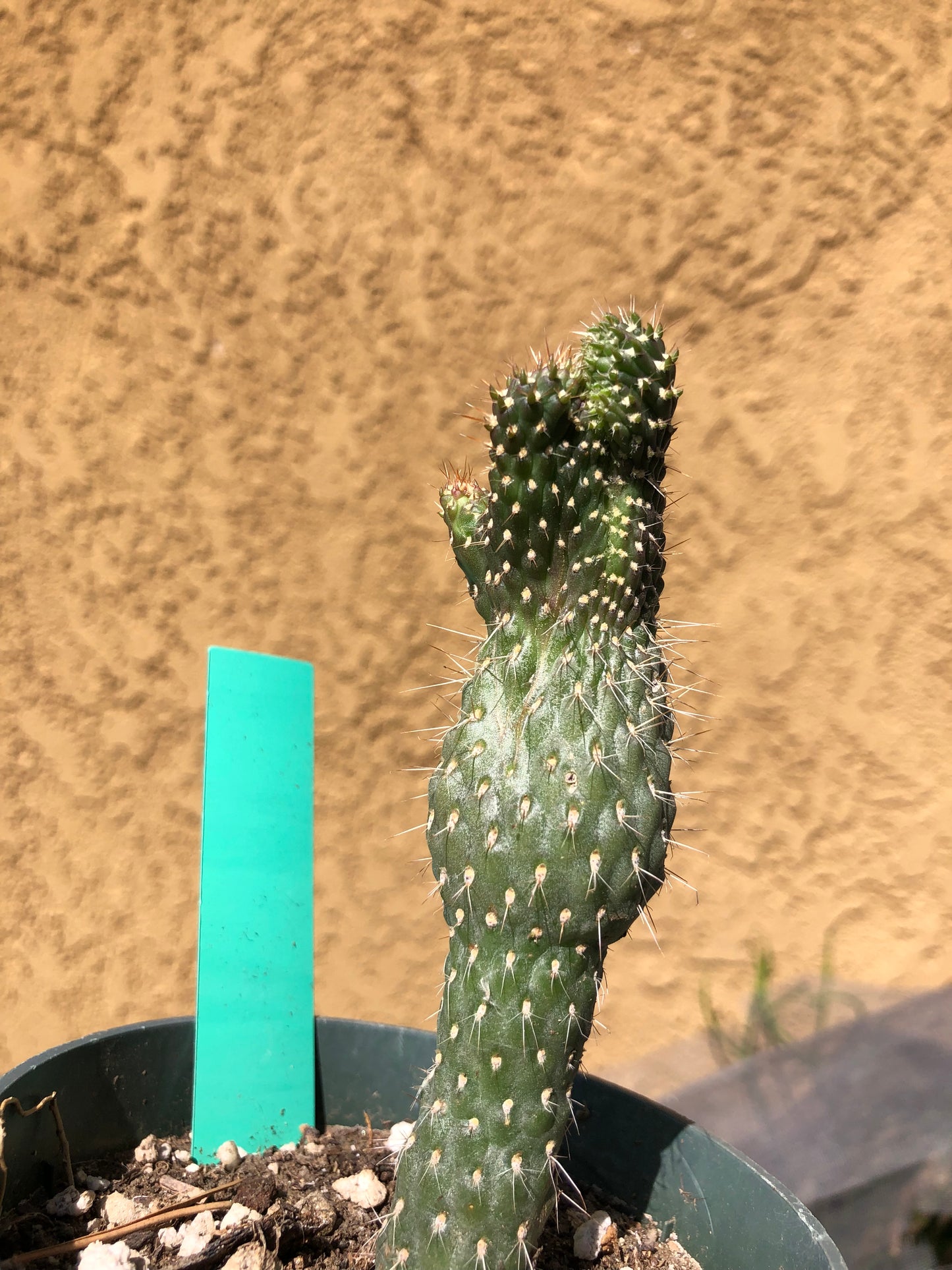 Cylindropuntia fulgida Cholla Boxing Glove Cactus Crest 4.5"Tall #46G