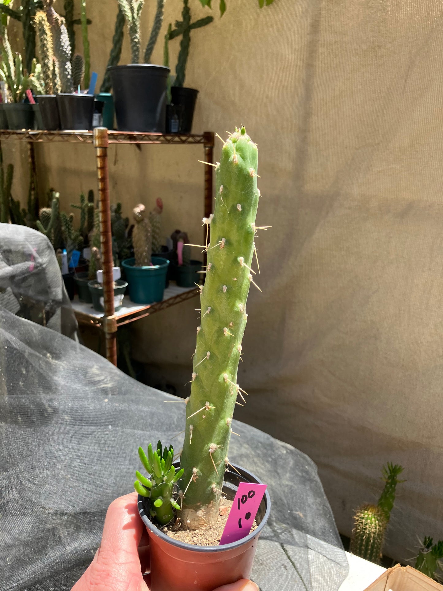 Austrocylindropuntia Full Size Eve's Needle 10"Tall #100P