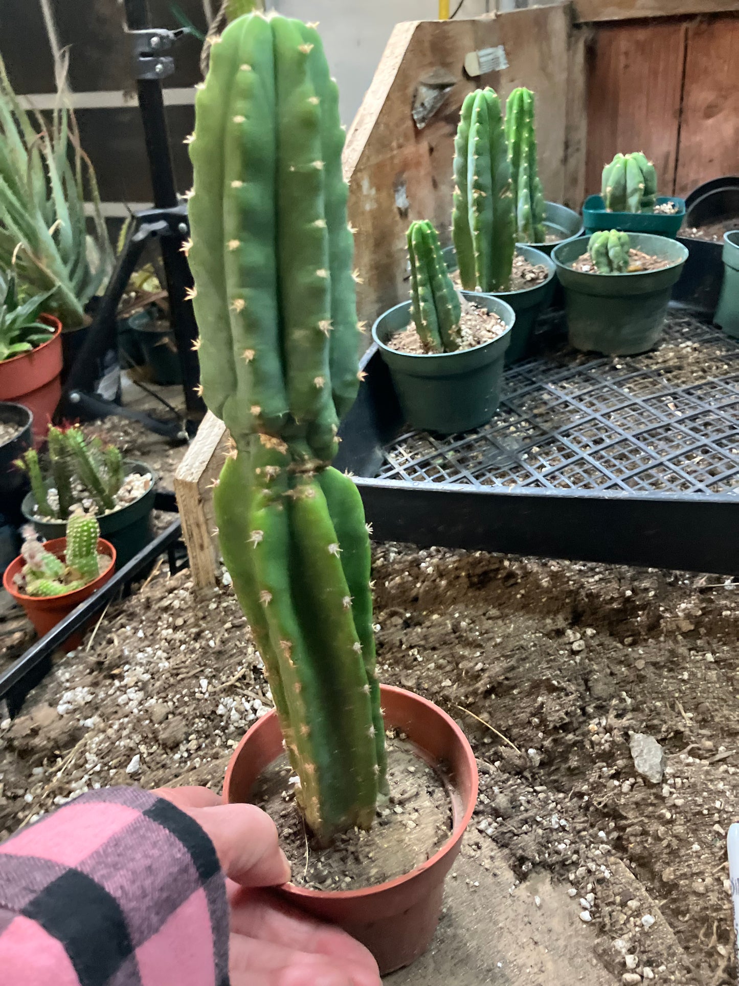 San Pedro Cactus - Trichocereus pachanoi 11" Tall #99W