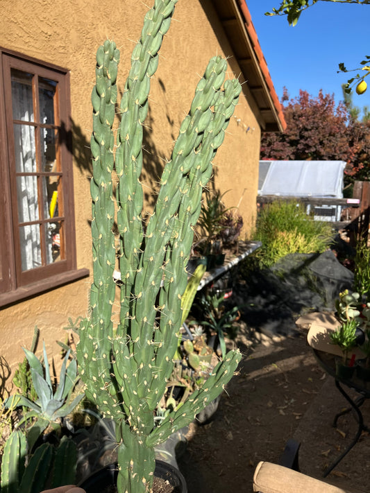 Cholla Cylindropuntia Imbricata  Buckhorn 23”Tall #023P