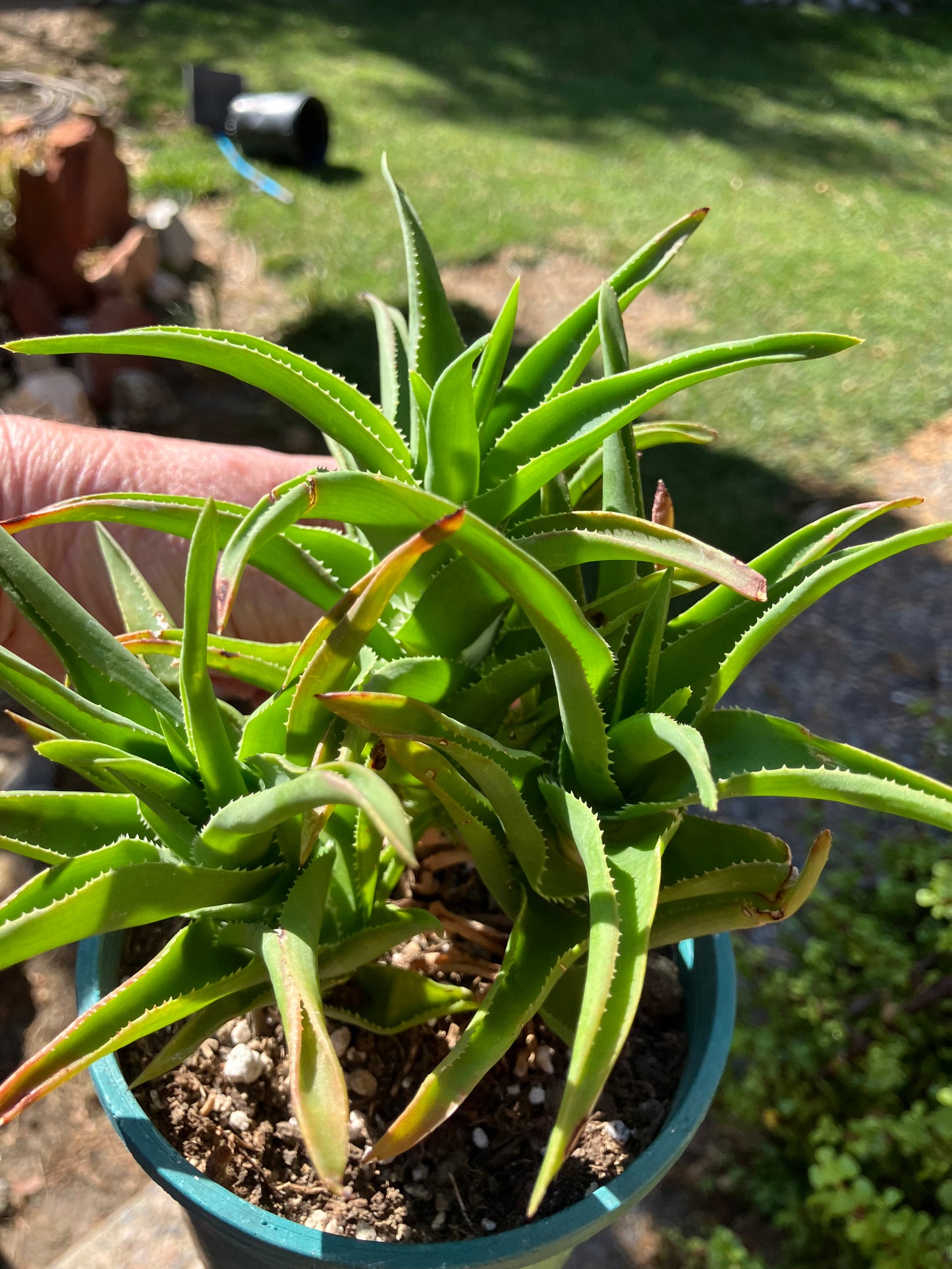 Aloe Ciliaris x Delaeti Hybrid Climbing Succulent 6”Tall 6"Wide #66B