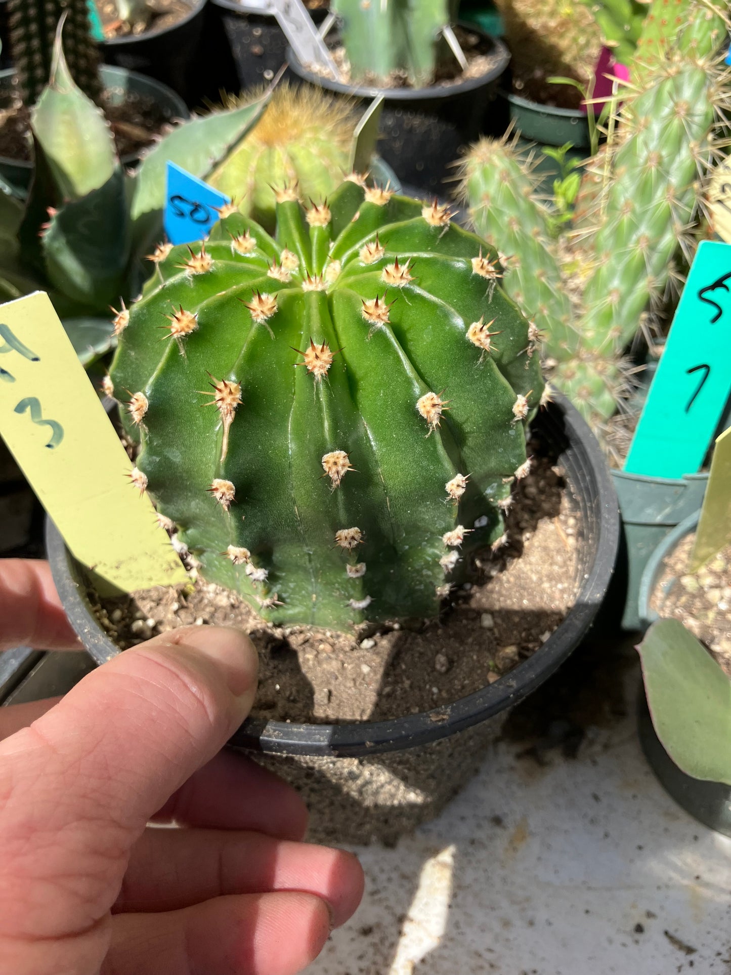 Echinopsis oxygona Hot Pink Easter Lily 3" Diameter  #14Y