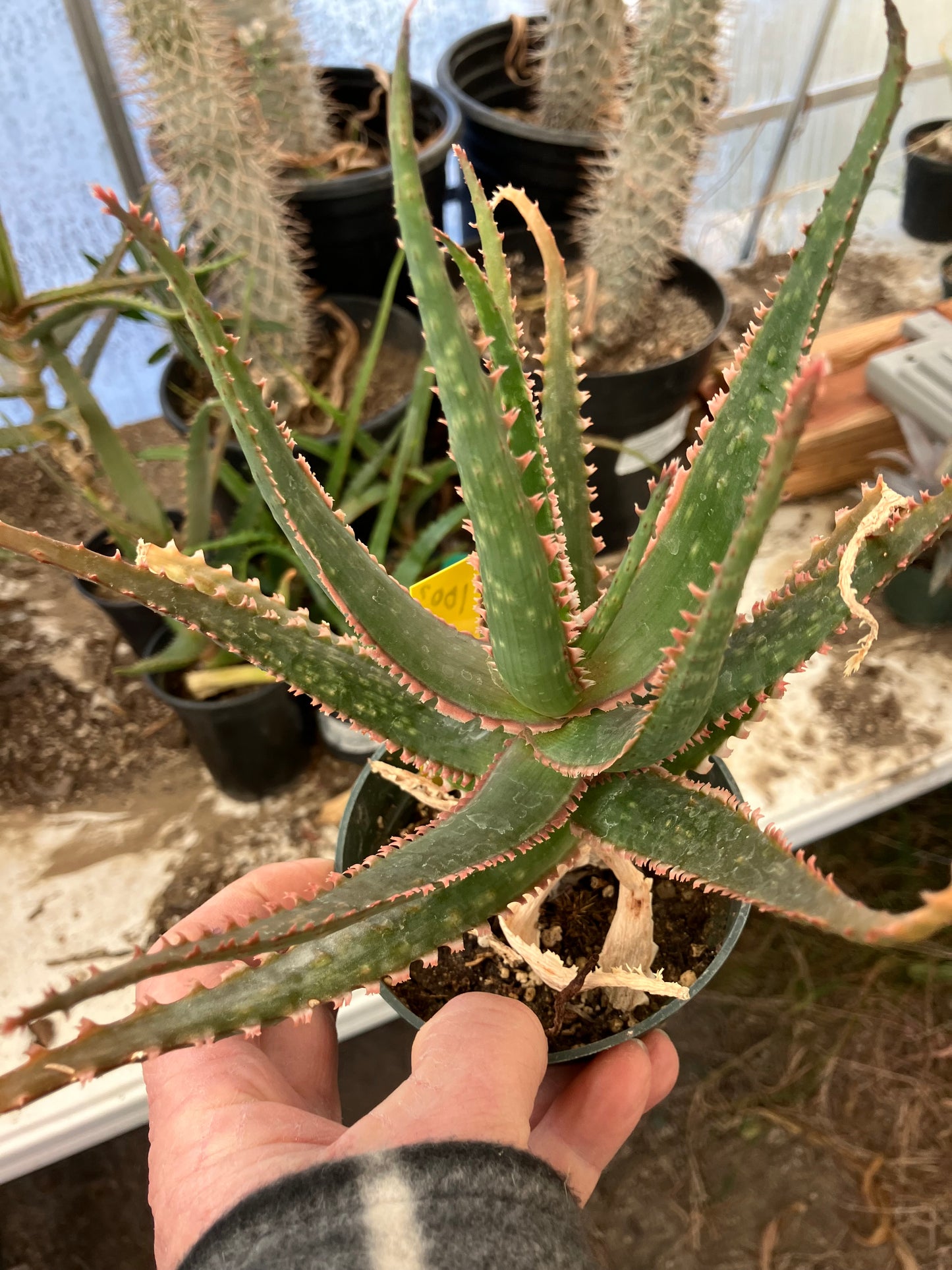 Aloe  Swordfish Succulent 8" Wide #100y