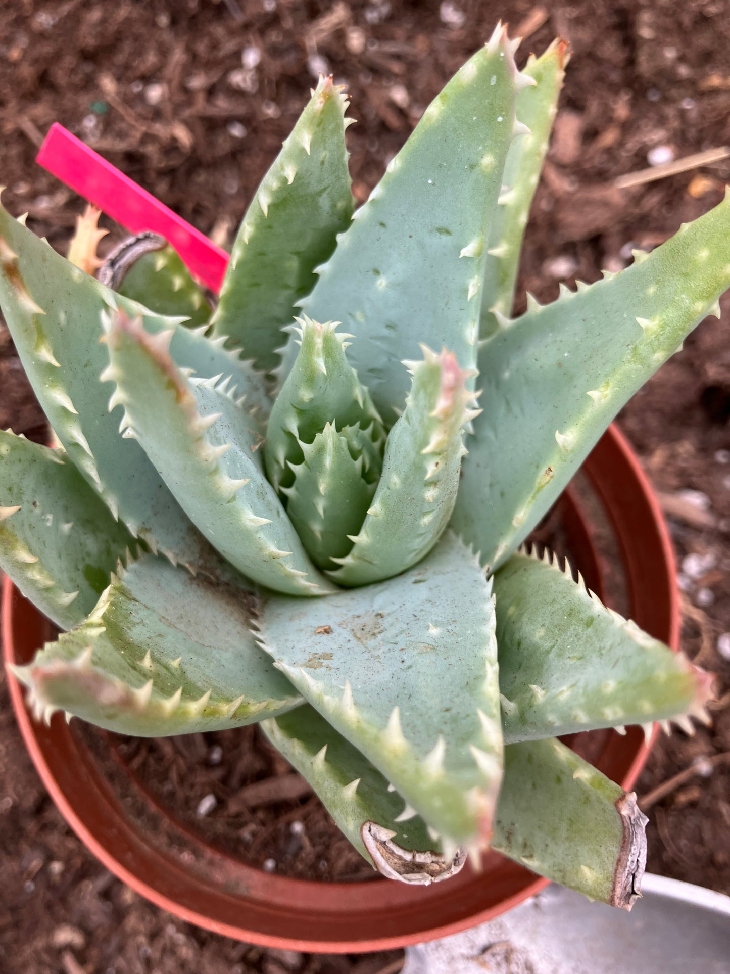 Aloe Brevifolia Short Leaf Aloe  Succulent 3" Wide #21P